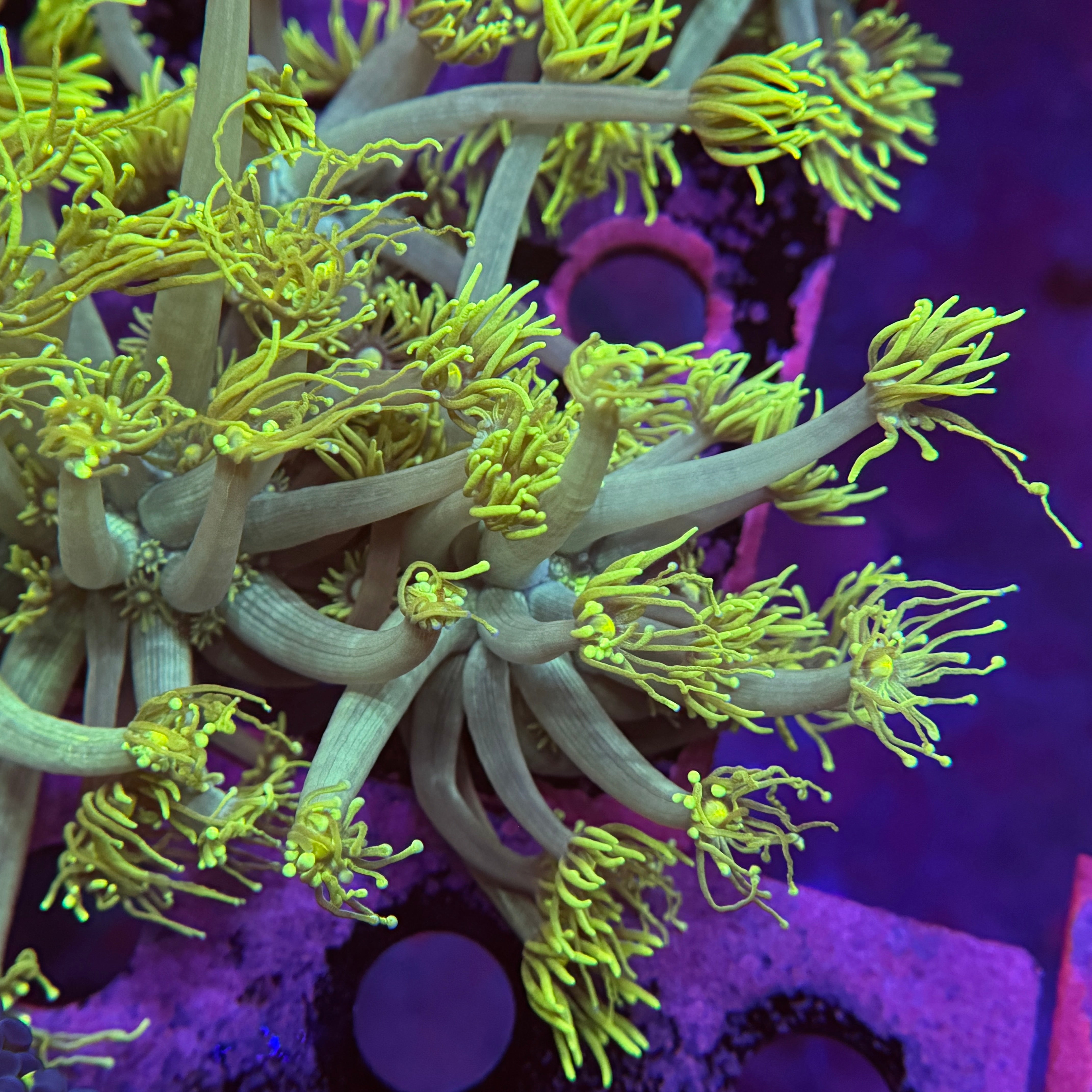 Master Yoda Goniopora