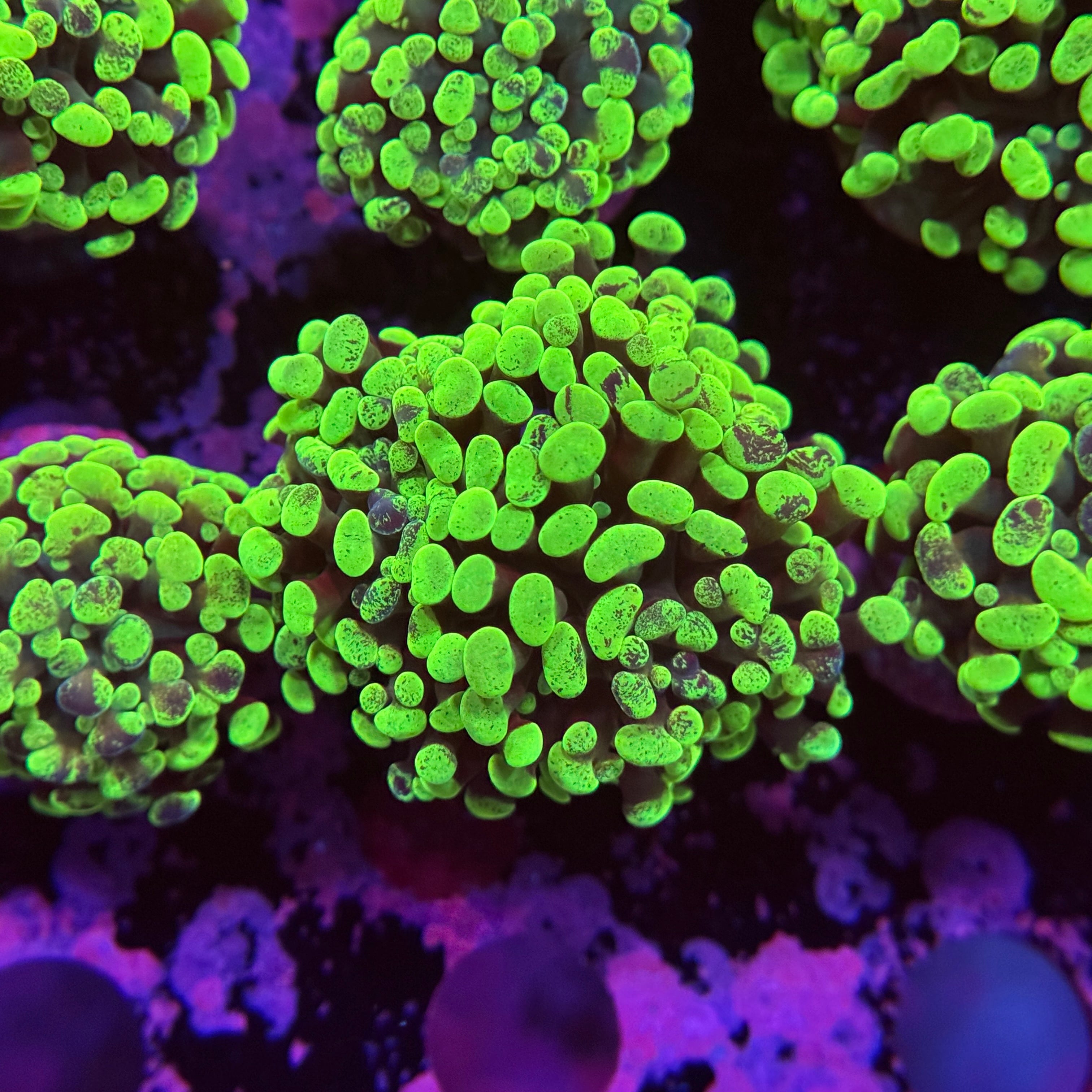 Green Splatter Hammer