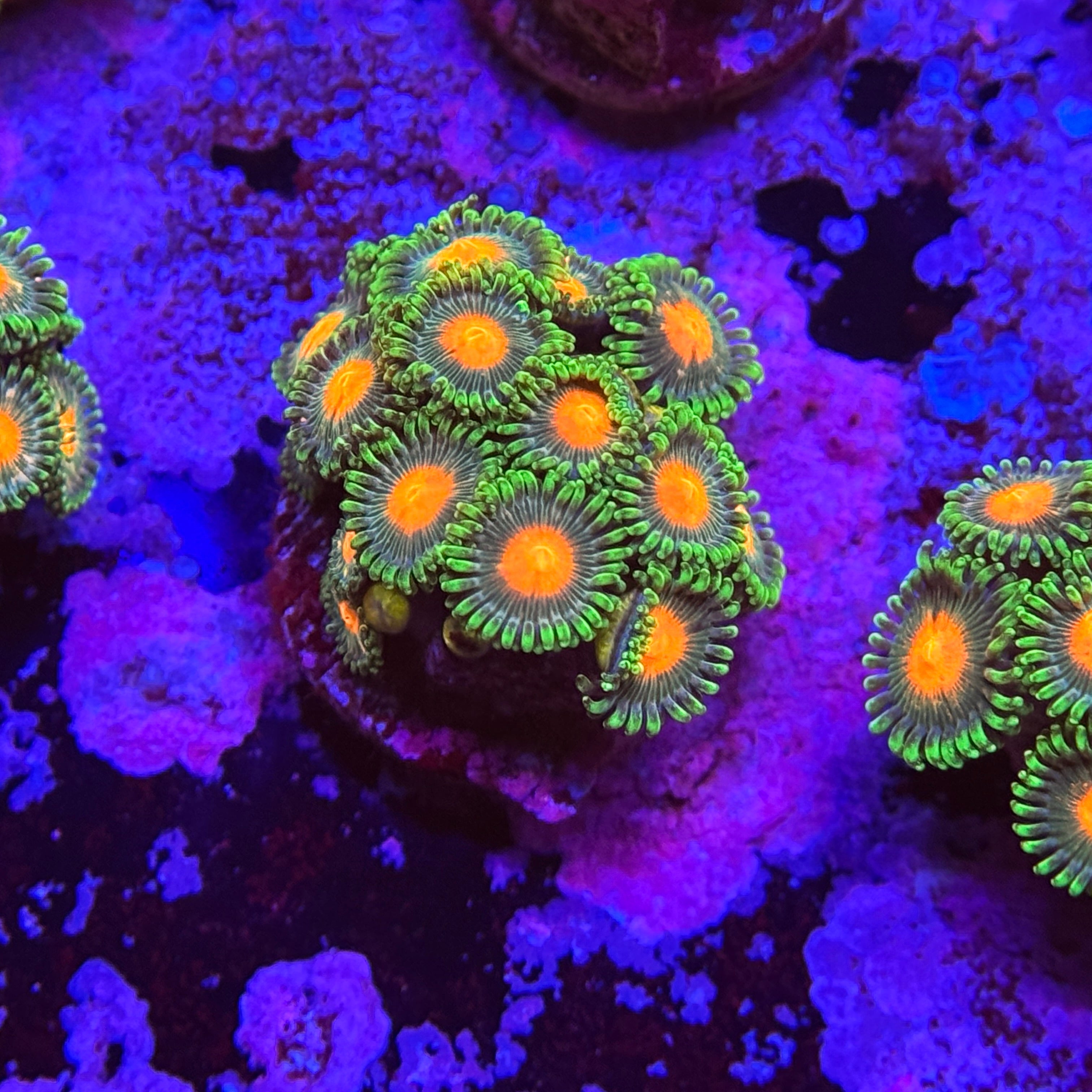 Peanut Butter Cup Zoanthids