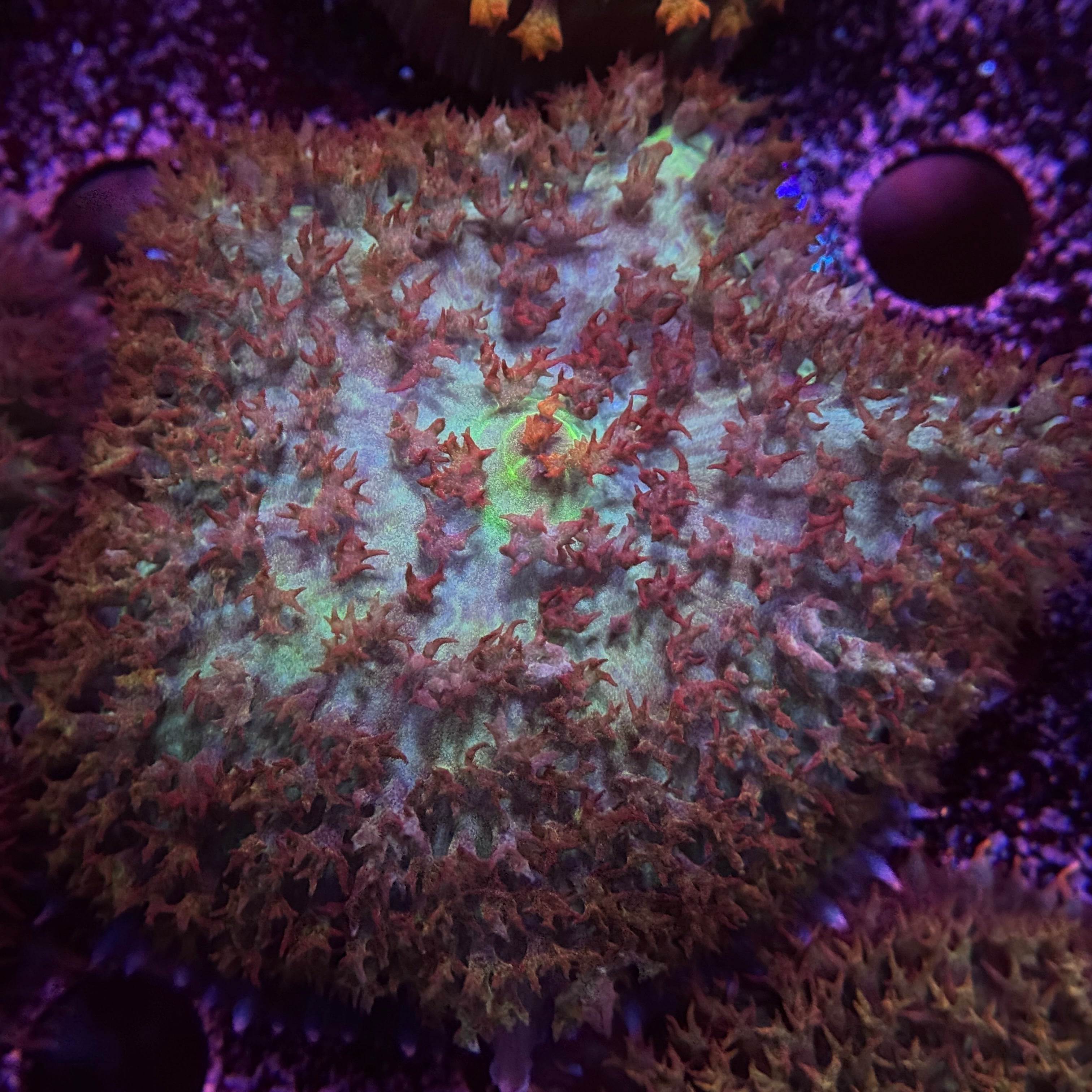 St. Thomas Mushroom 2