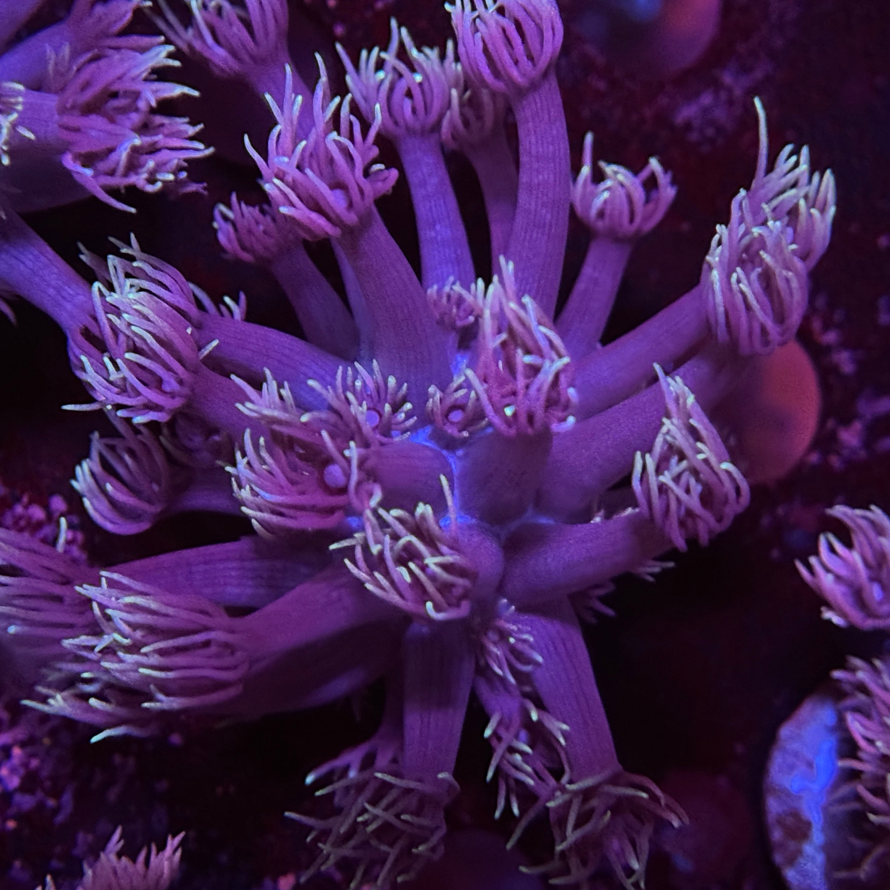 Pixie Stix Goniopora 2