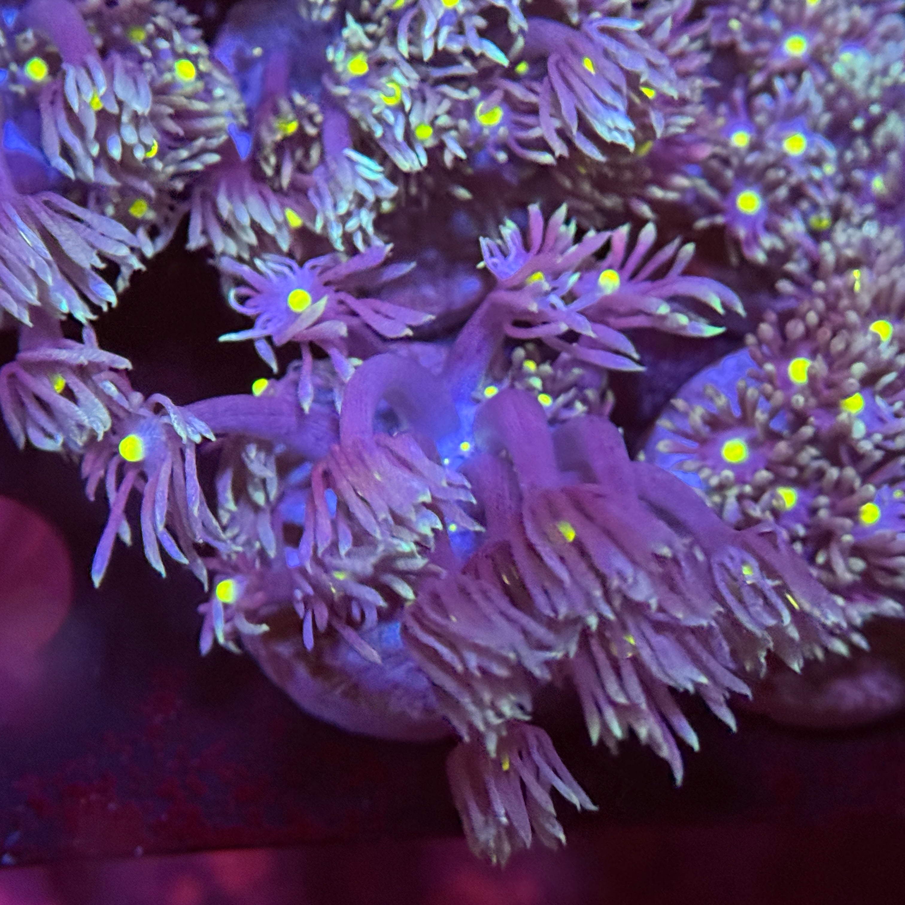 Starry Night Goniopora