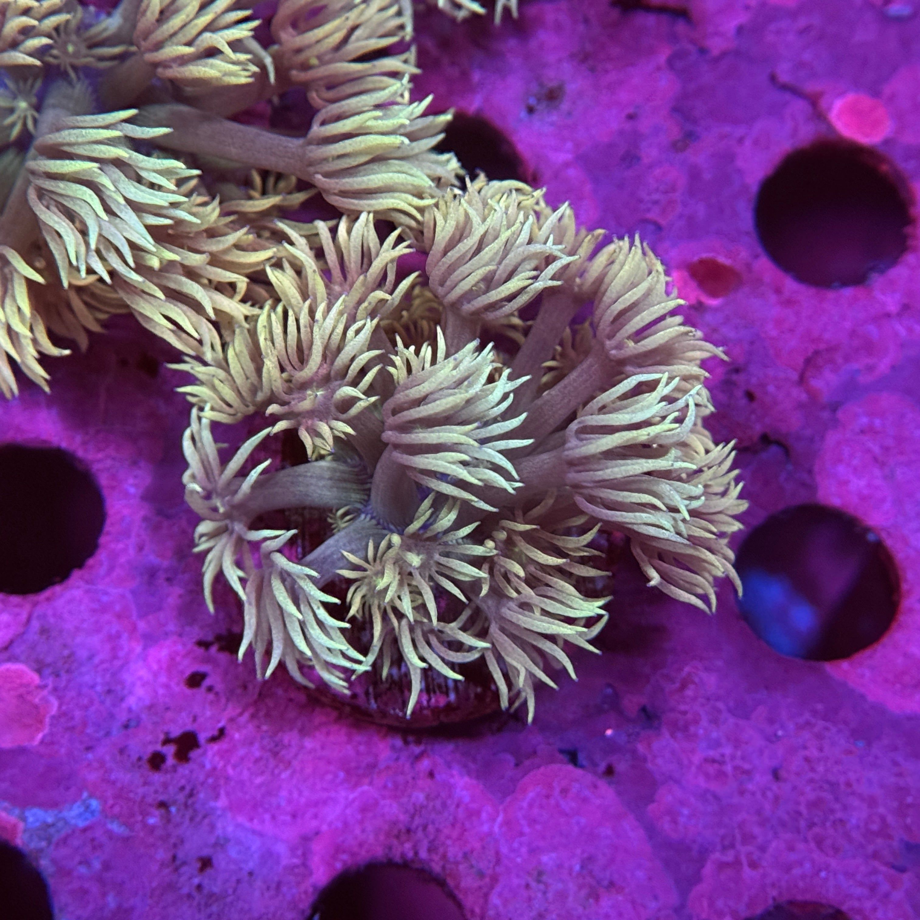 Desert Eagle Goniopora 2