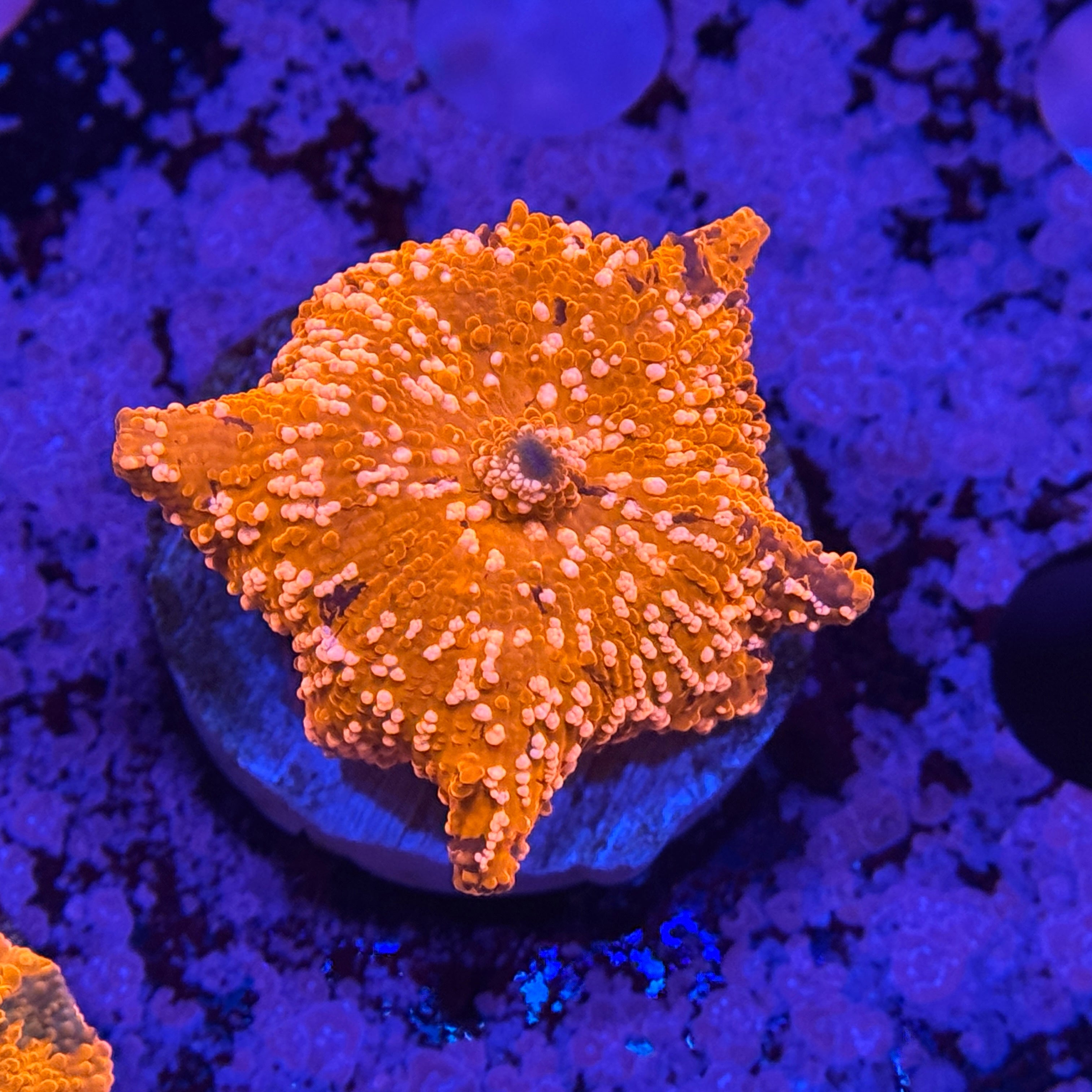 Speckled Deadpool Jawbreaker Mushroom