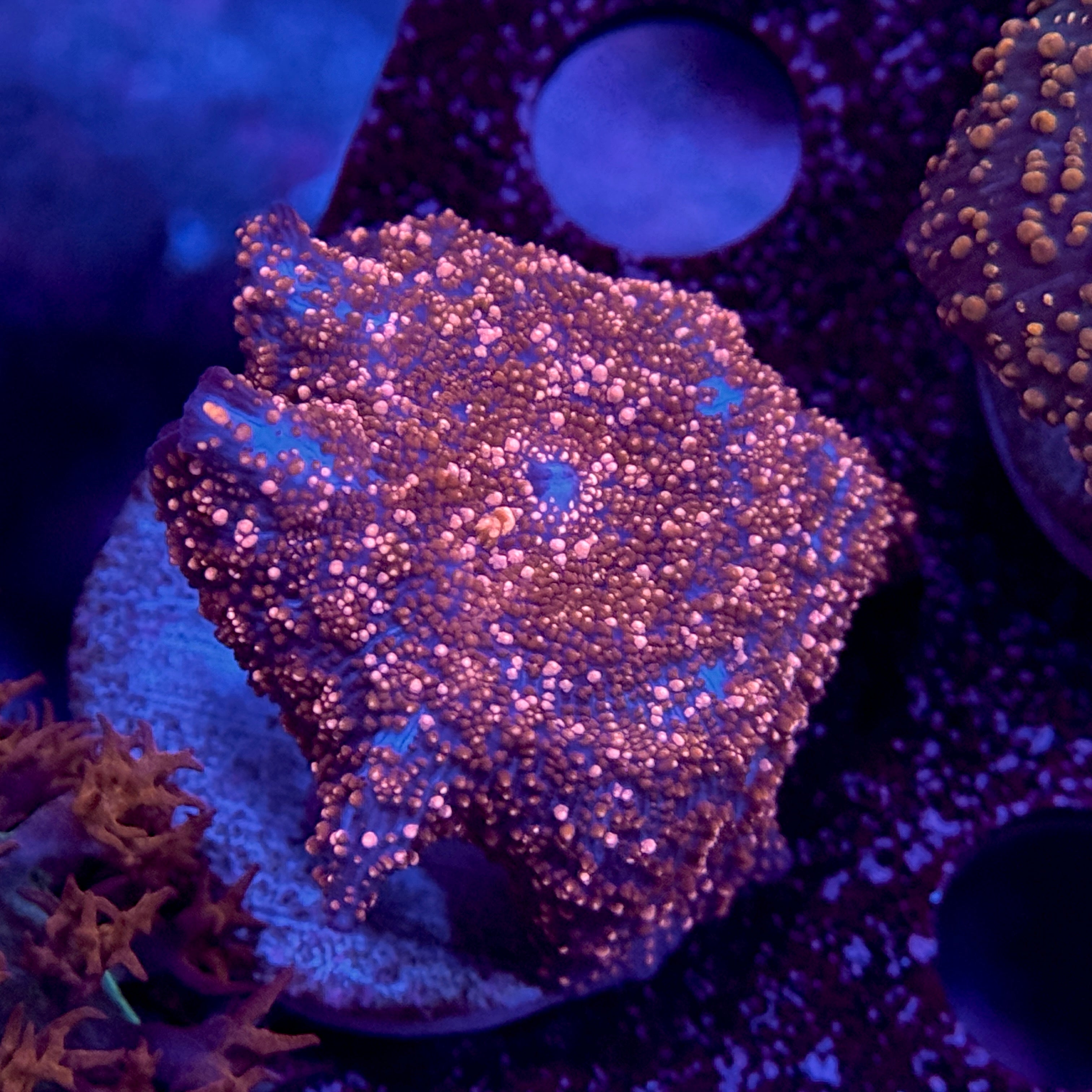 Speckled Interstellar Mushroom