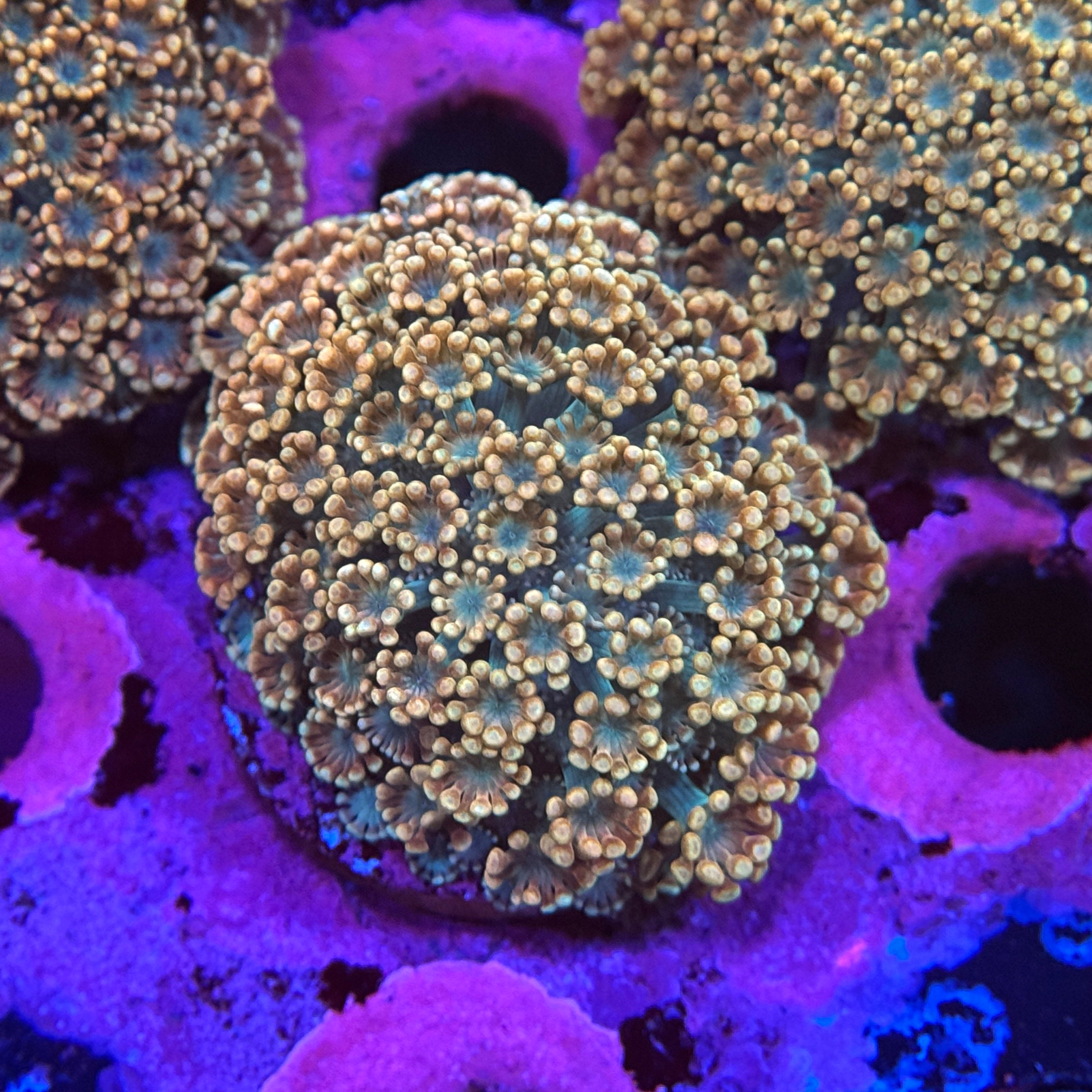 Spooky Pumpkin Alveopora