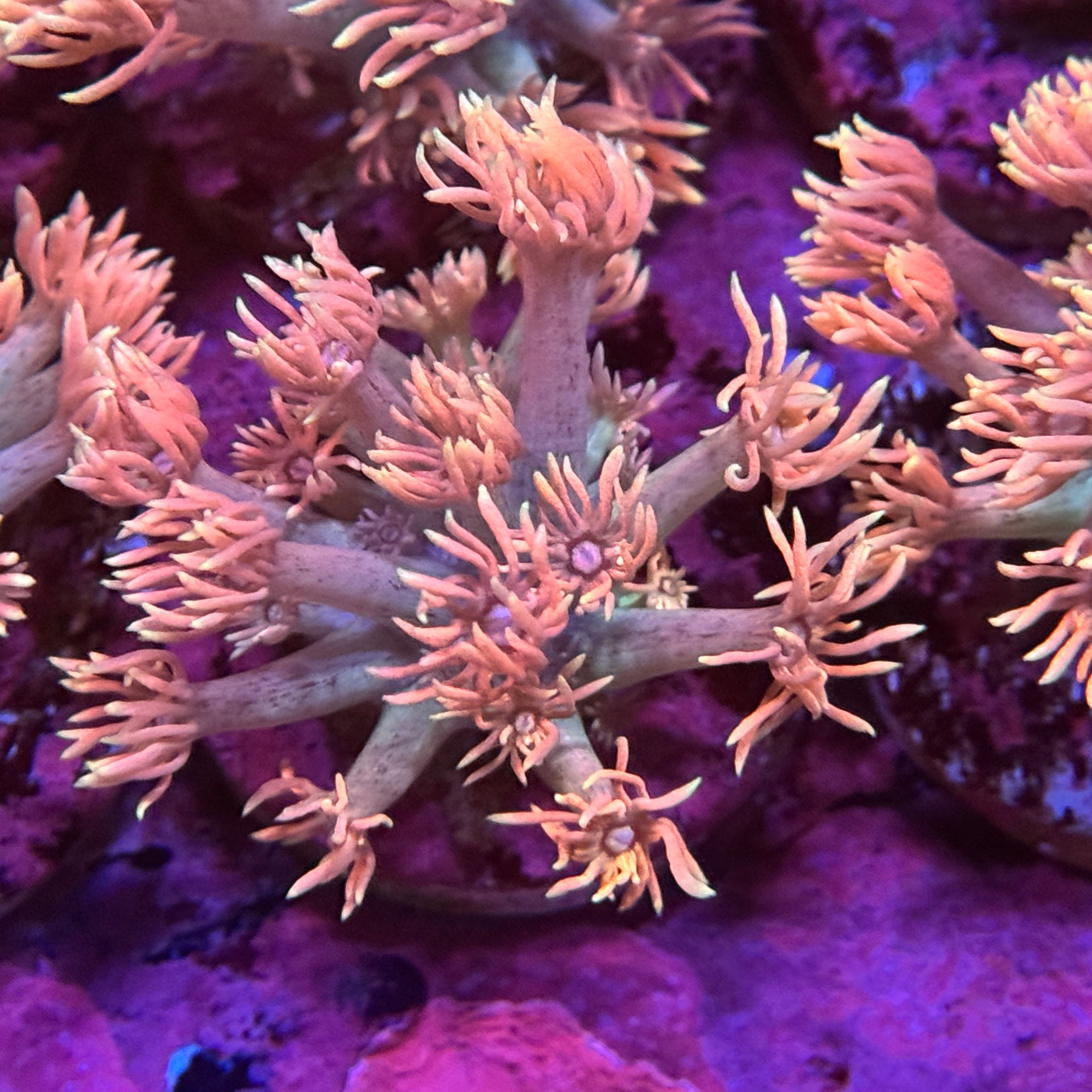 Peachy Keen Goniopora