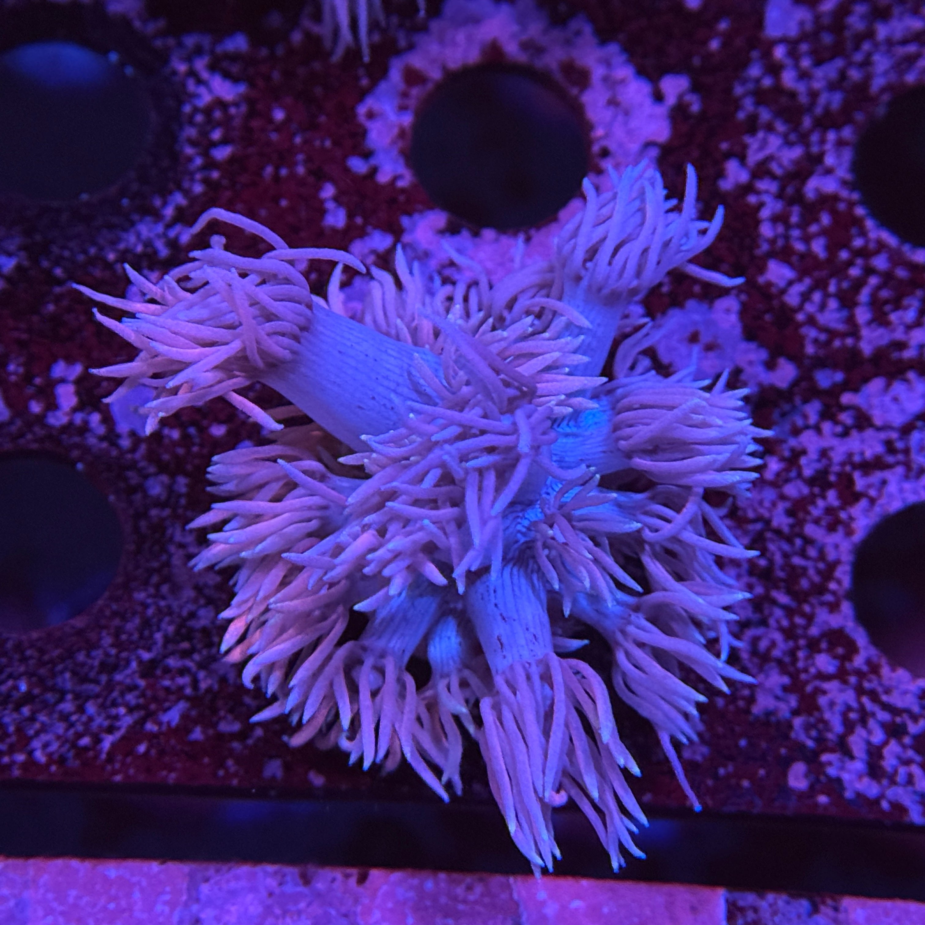 Blues Clues Goniopora