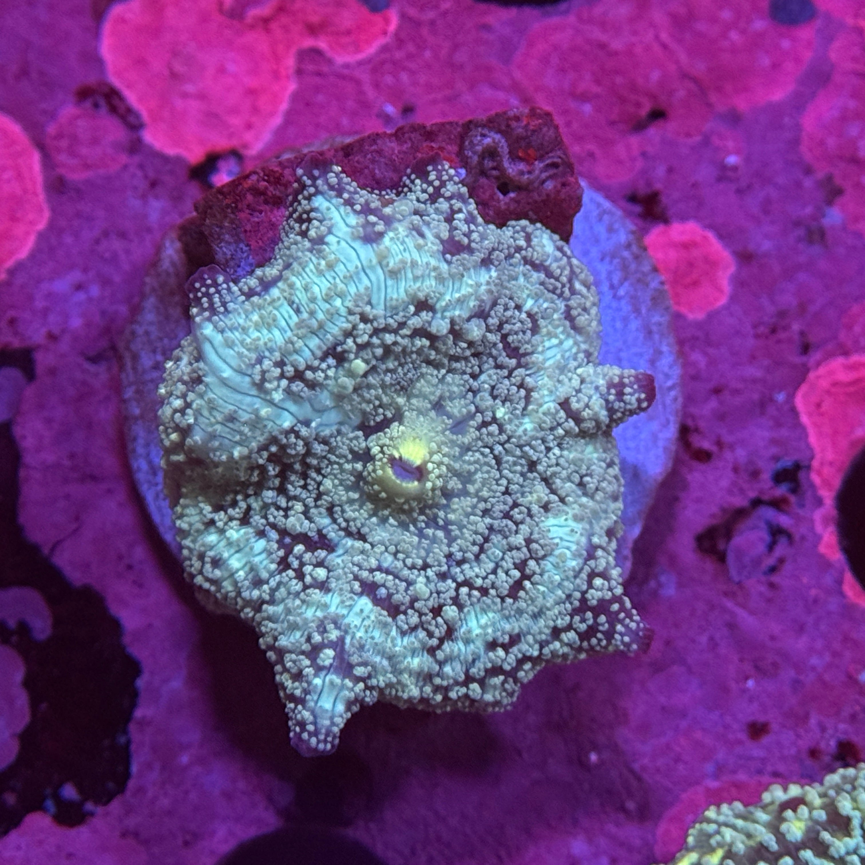 Blue Speckle Discosoma Mushroom