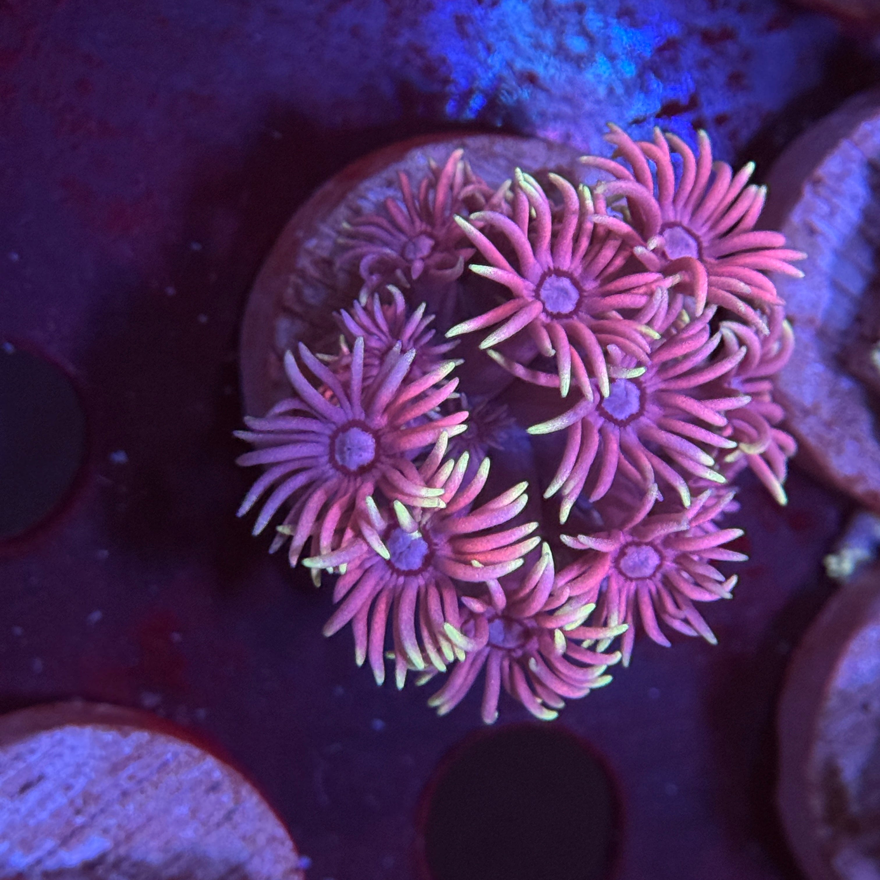 Rainbow Delight Goniopora