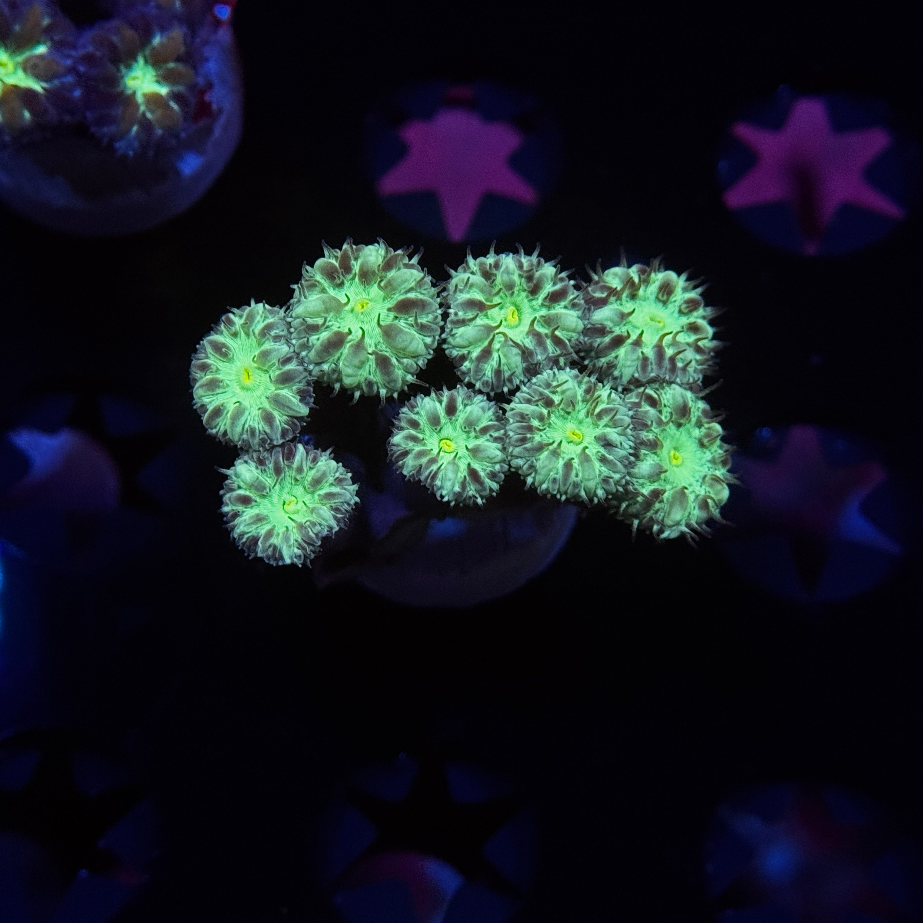 Neon Blastomussa Merletti