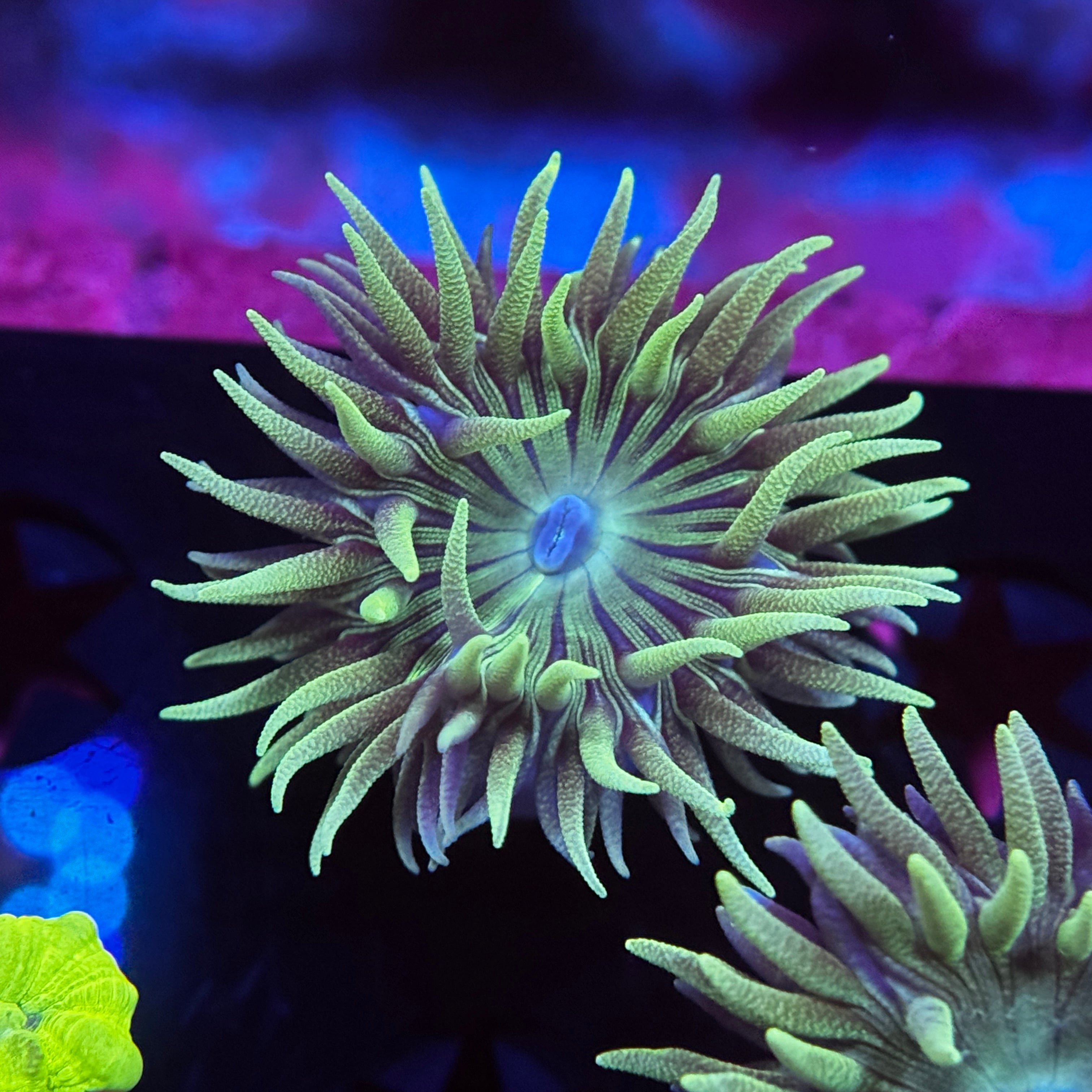 Aussie Striped Duncan