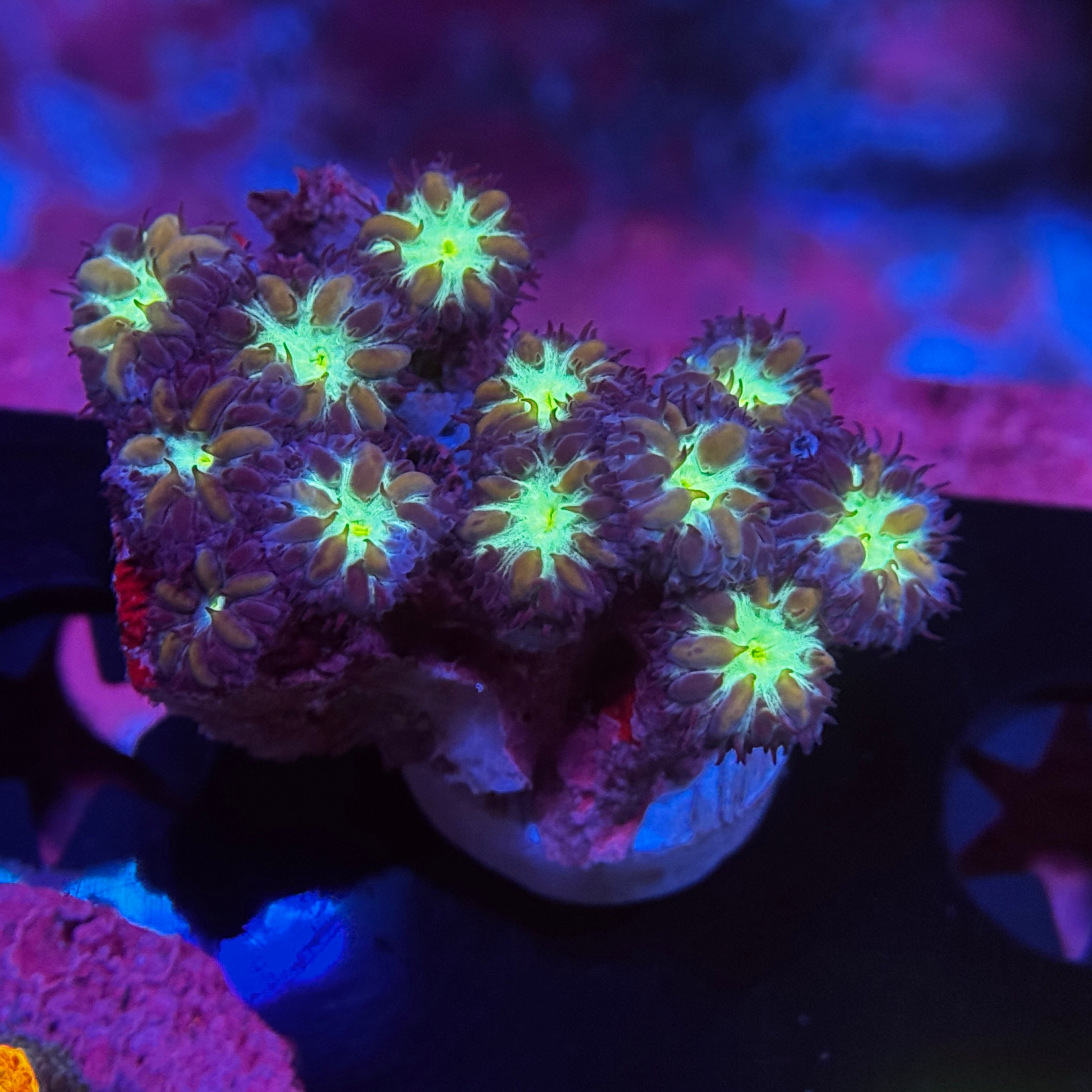 Purple Blastomussa Merletti