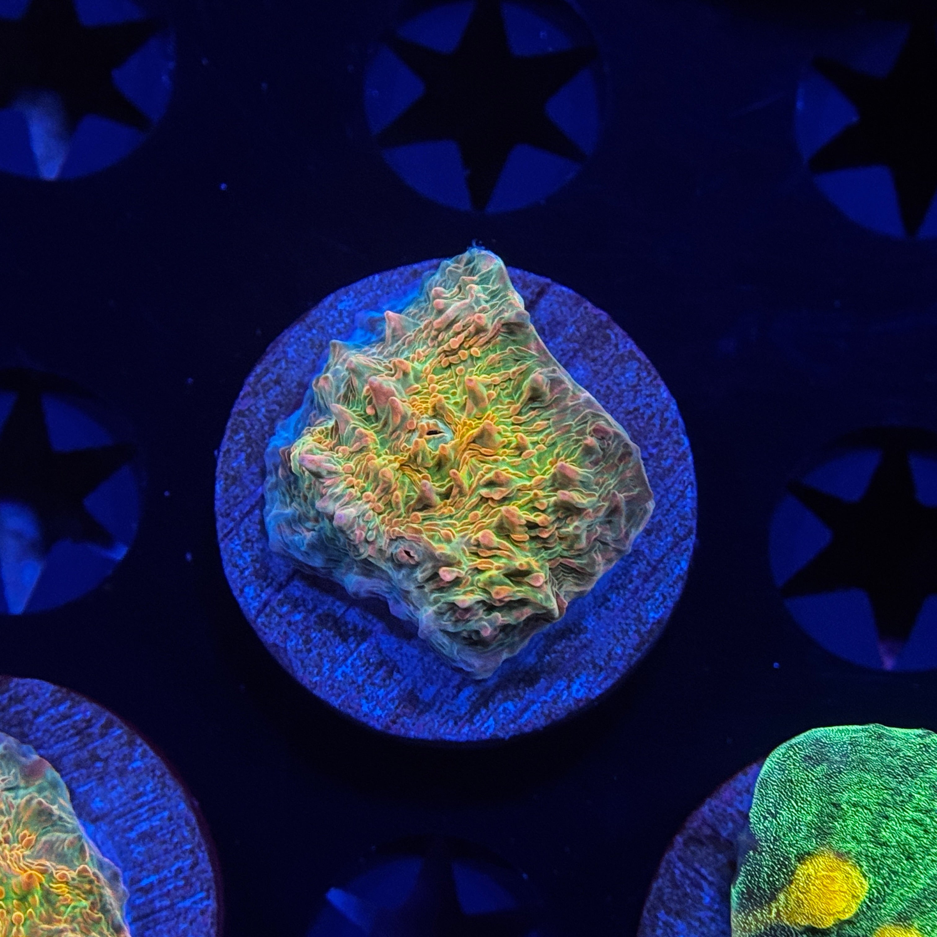 Dragon Fruit Chalice