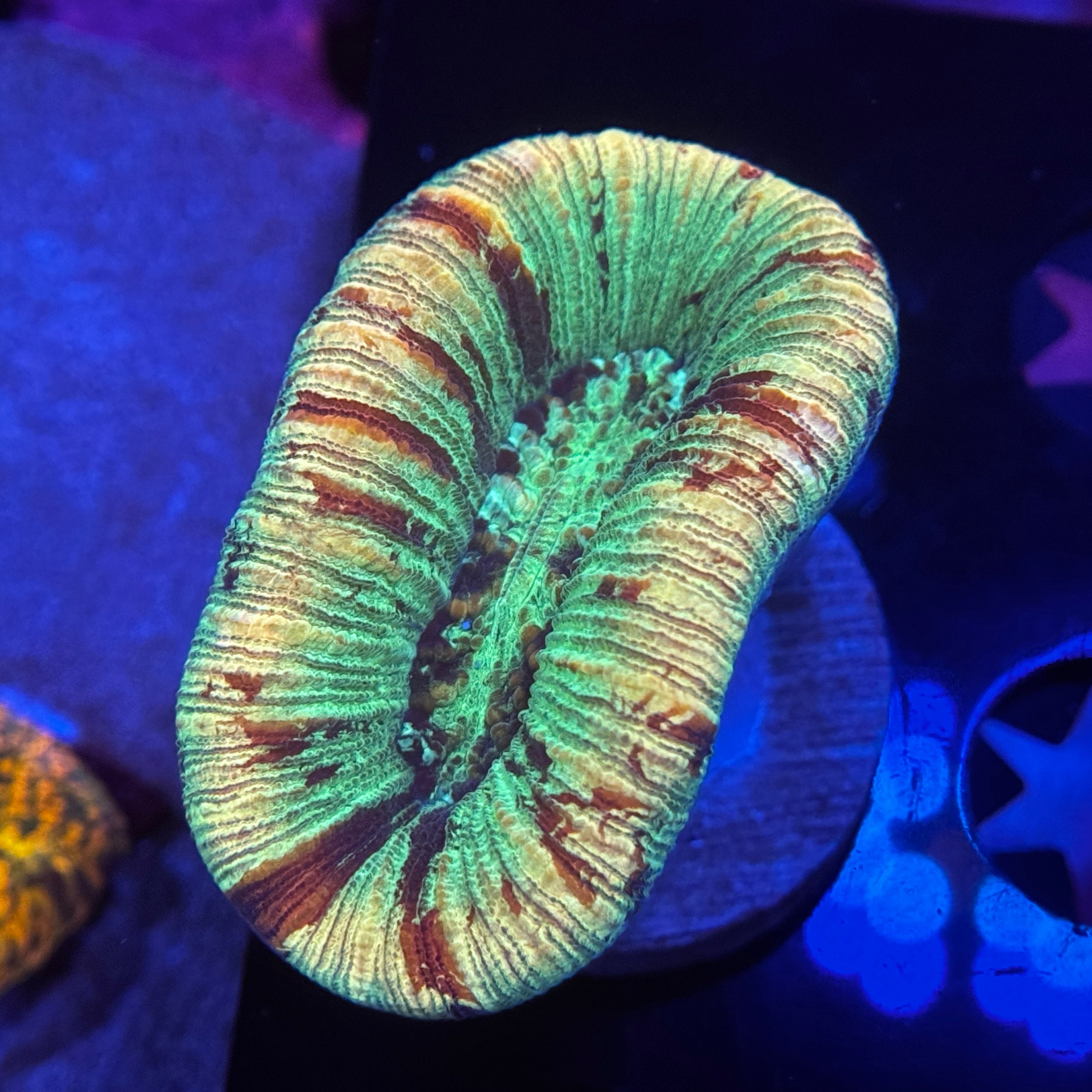 Aussie Trachyphyllia Brain Coral