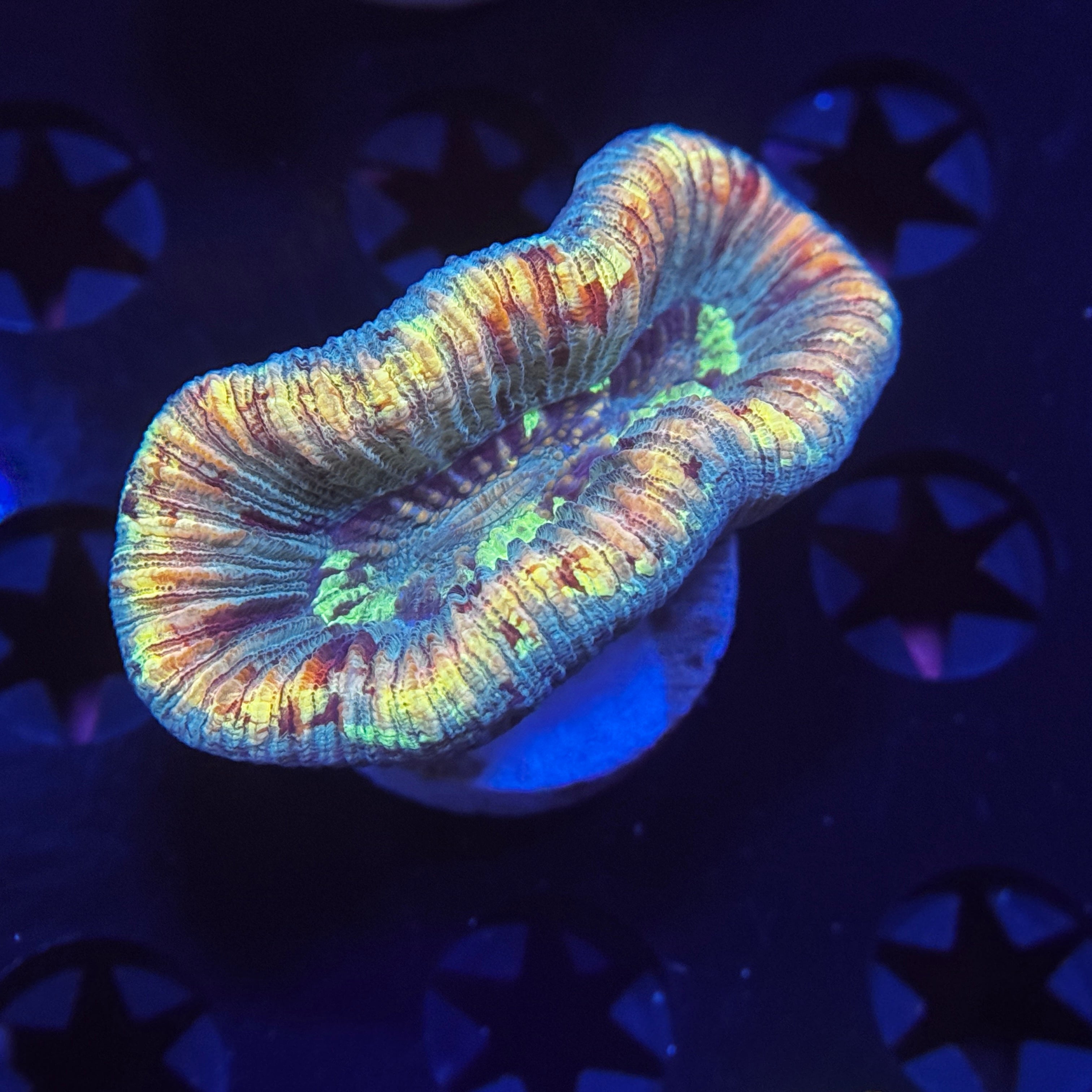 Aussie Trachyphyllia Brain Coral