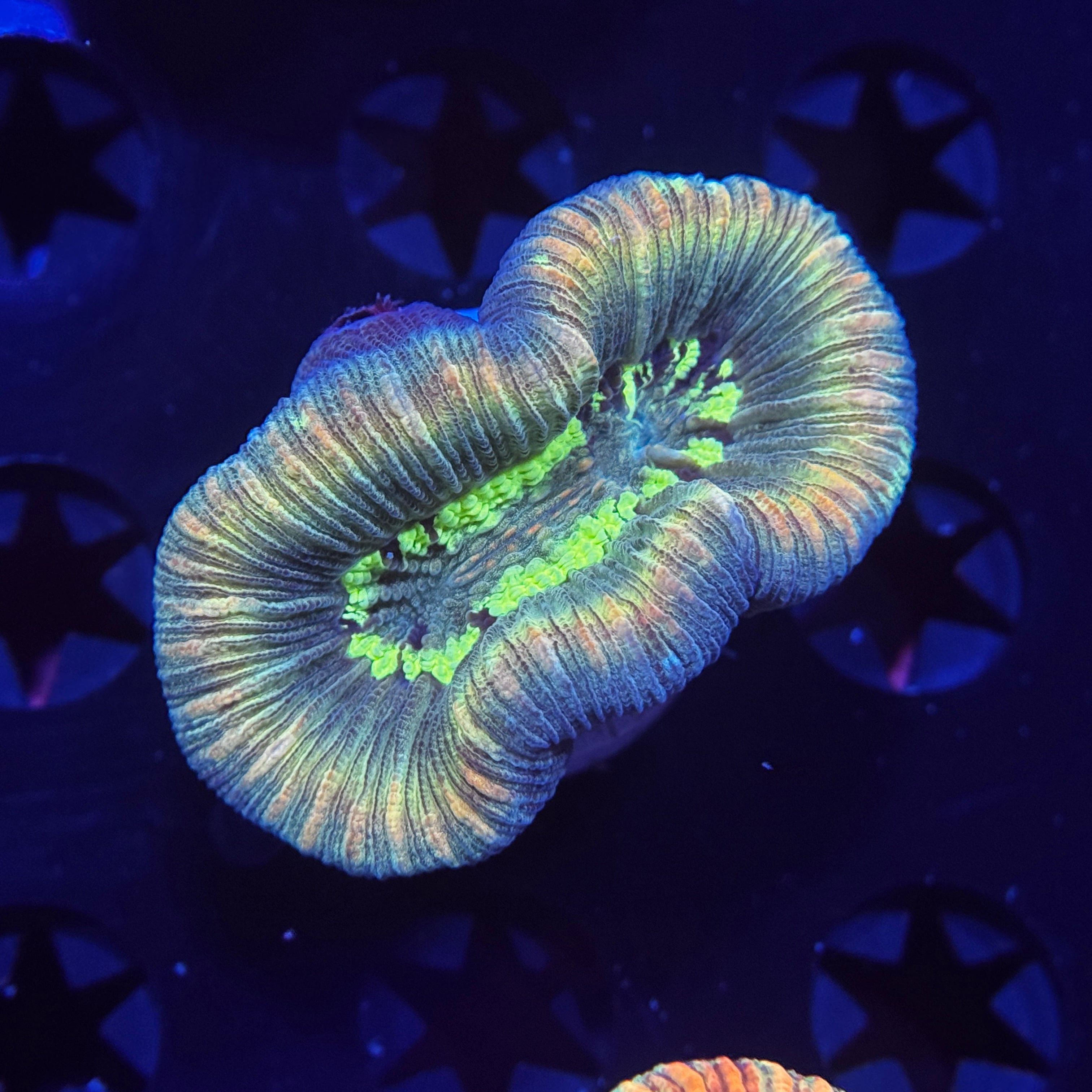 Aussie Trachyphyllia Brain Coral