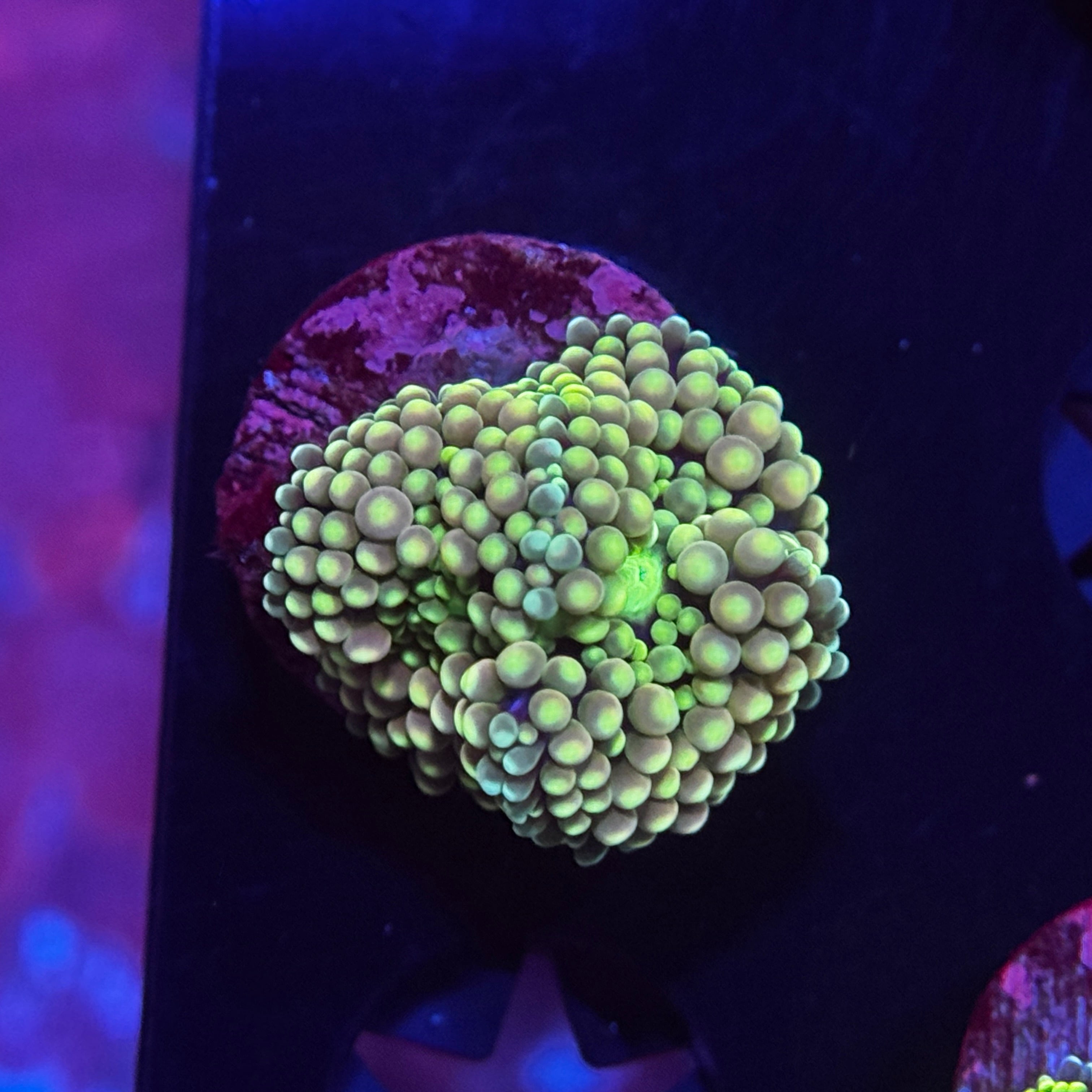 Rainbow Florida Ricordia Mushroom