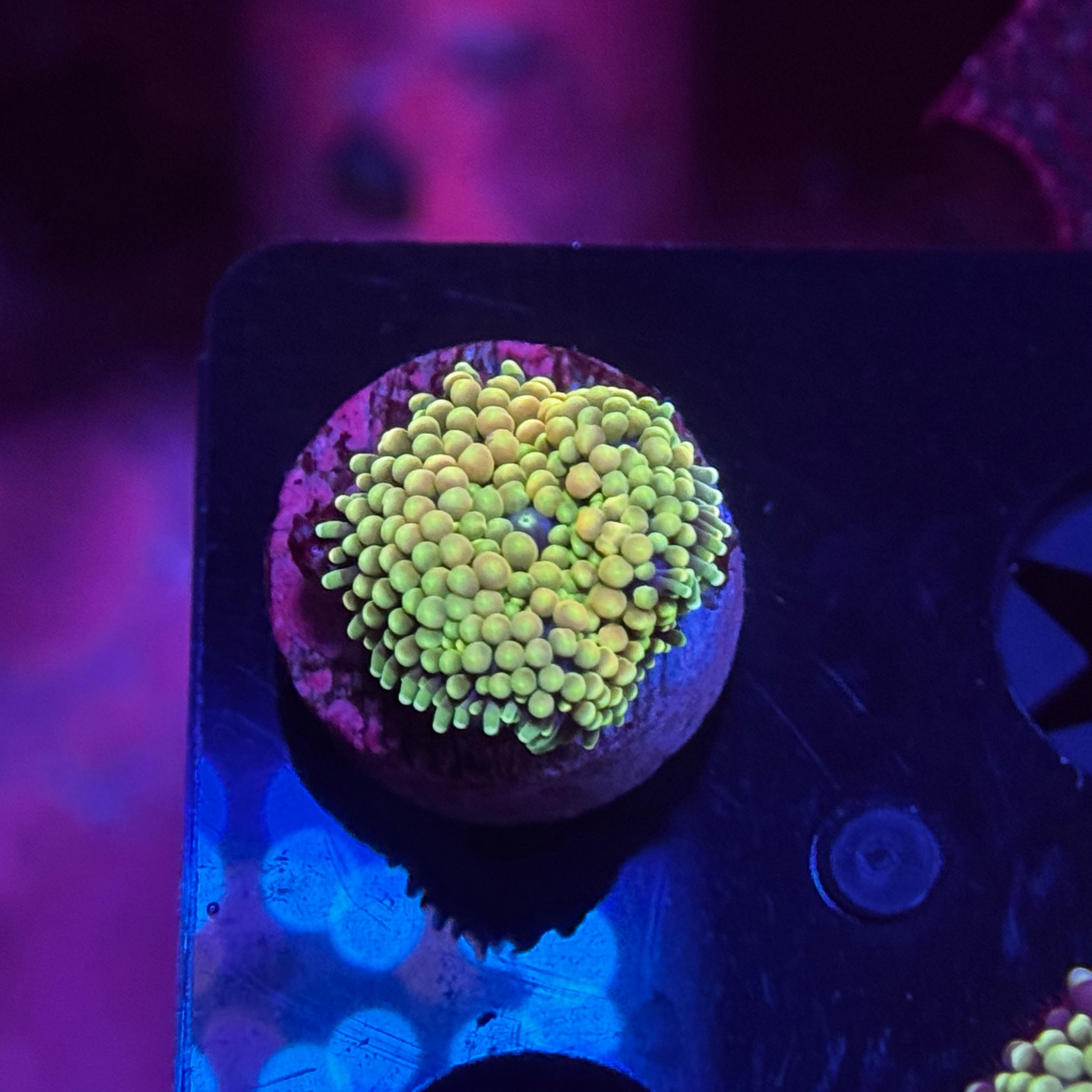 Rainbow Florida Ricordia Mushroom