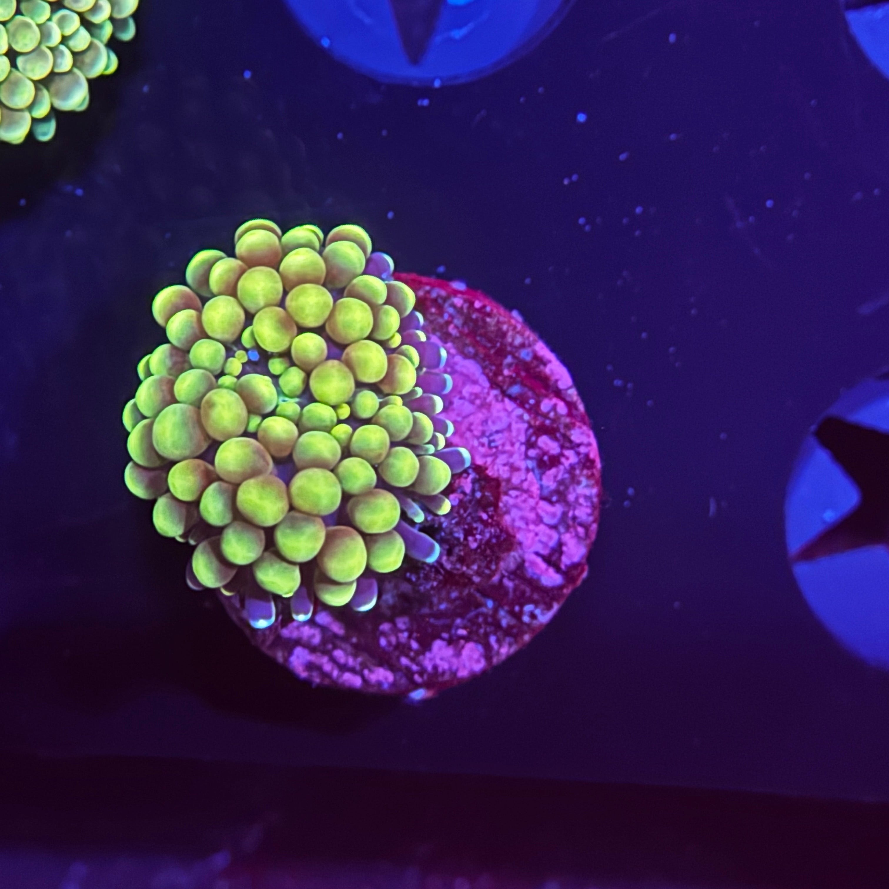 Rainbow Florida Ricordia Mushroom