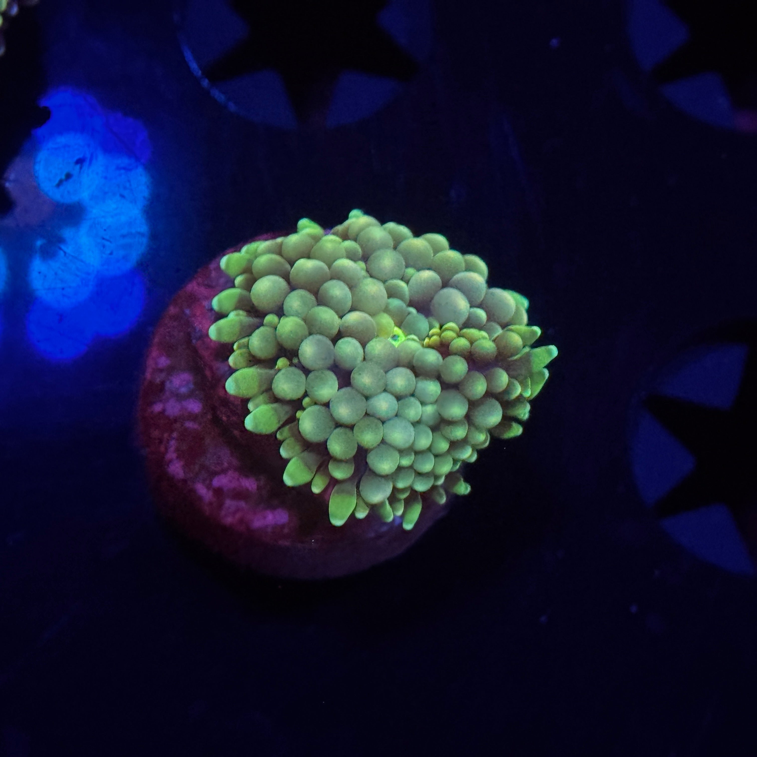 Rainbow Florida Ricordia Mushroom