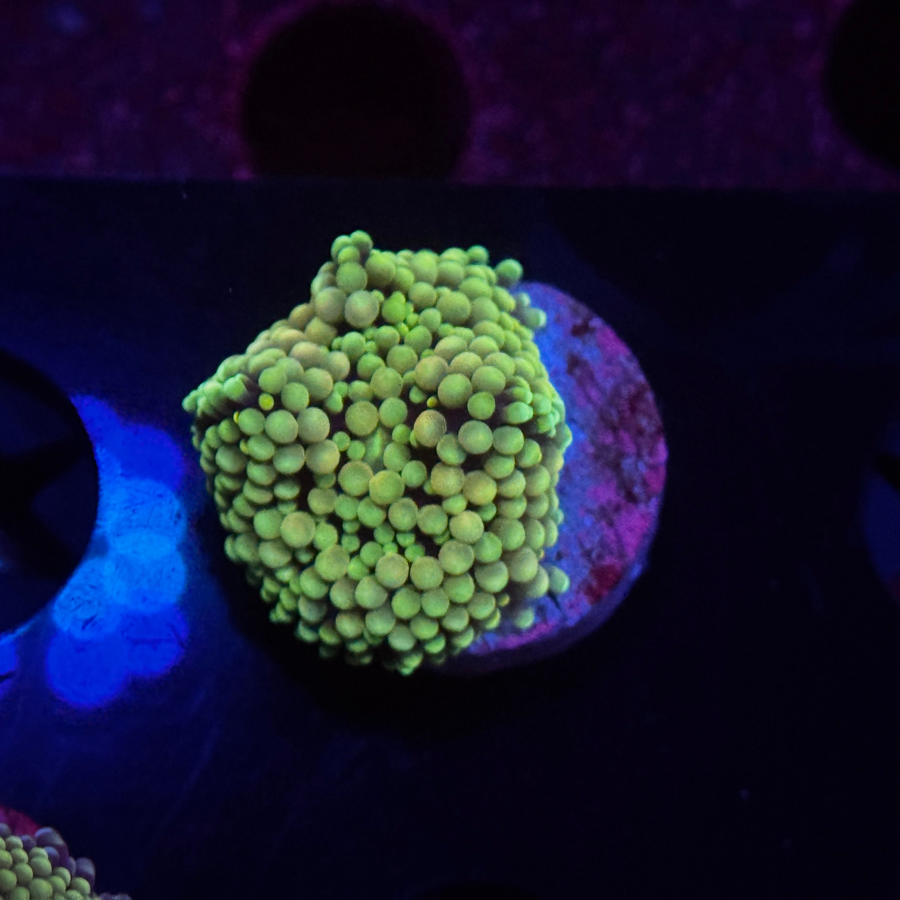 Rainbow Florida Ricordia Mushroom