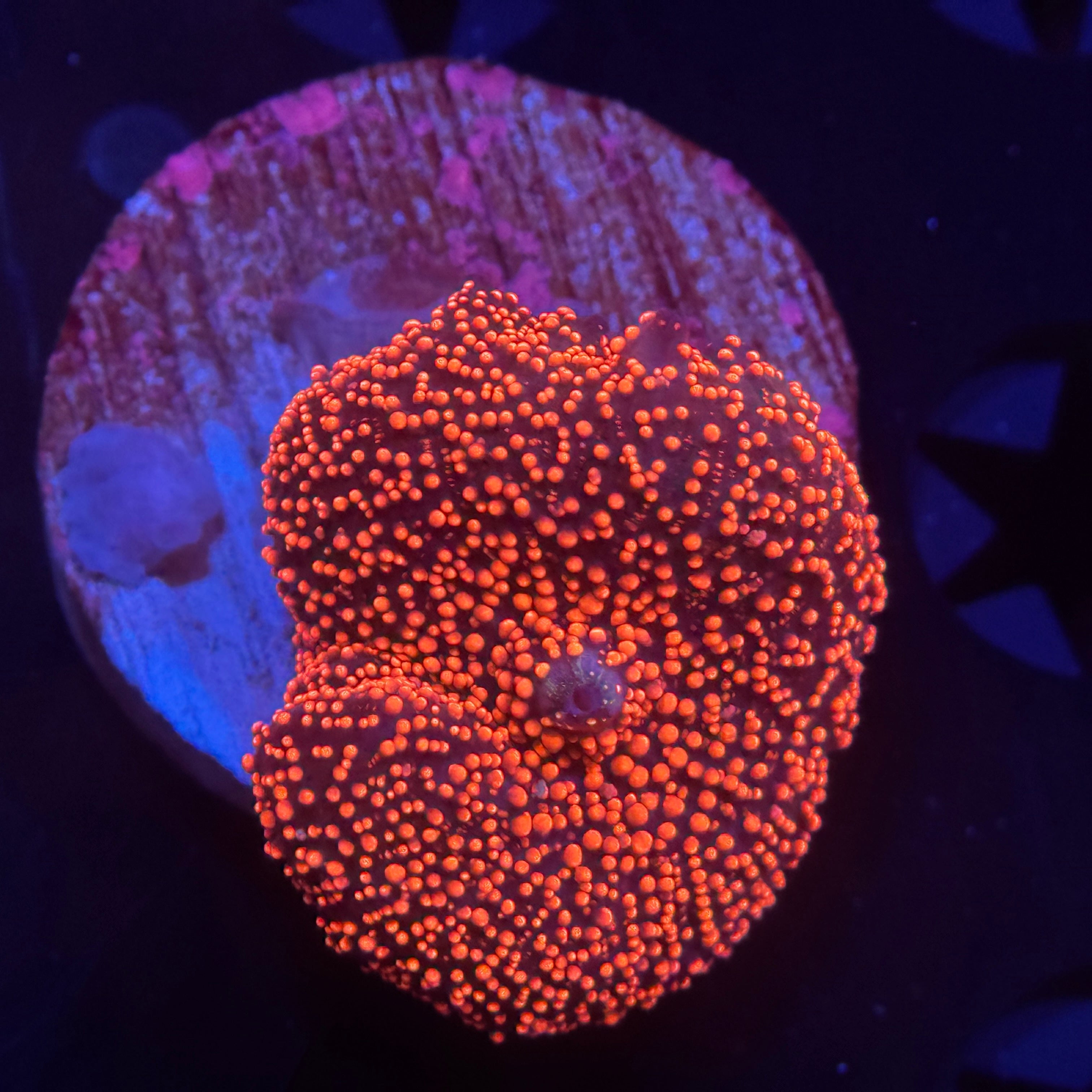 Pink Interstellar Discosoma Mushroom