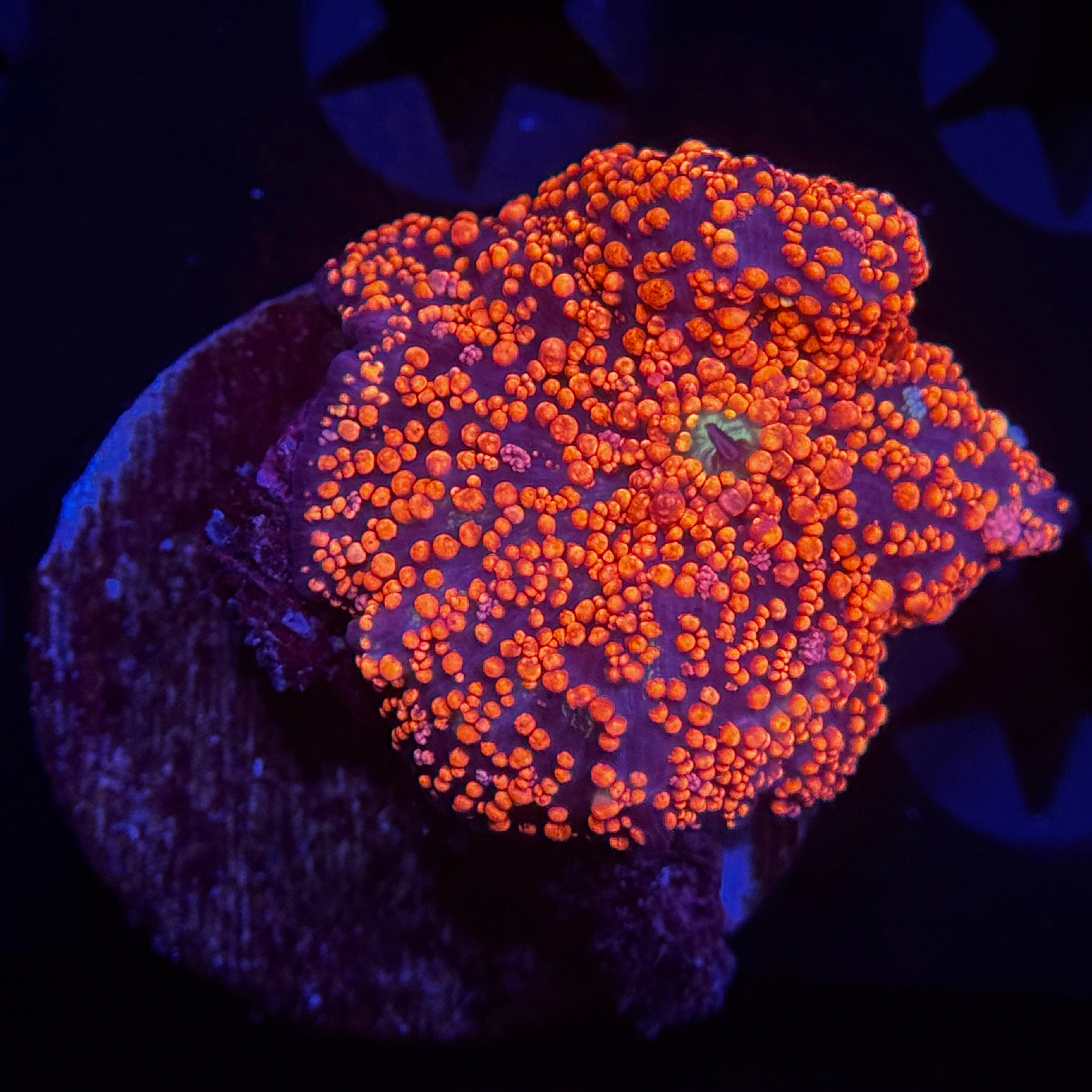 Pink Interstellar Discosoma Mushroom