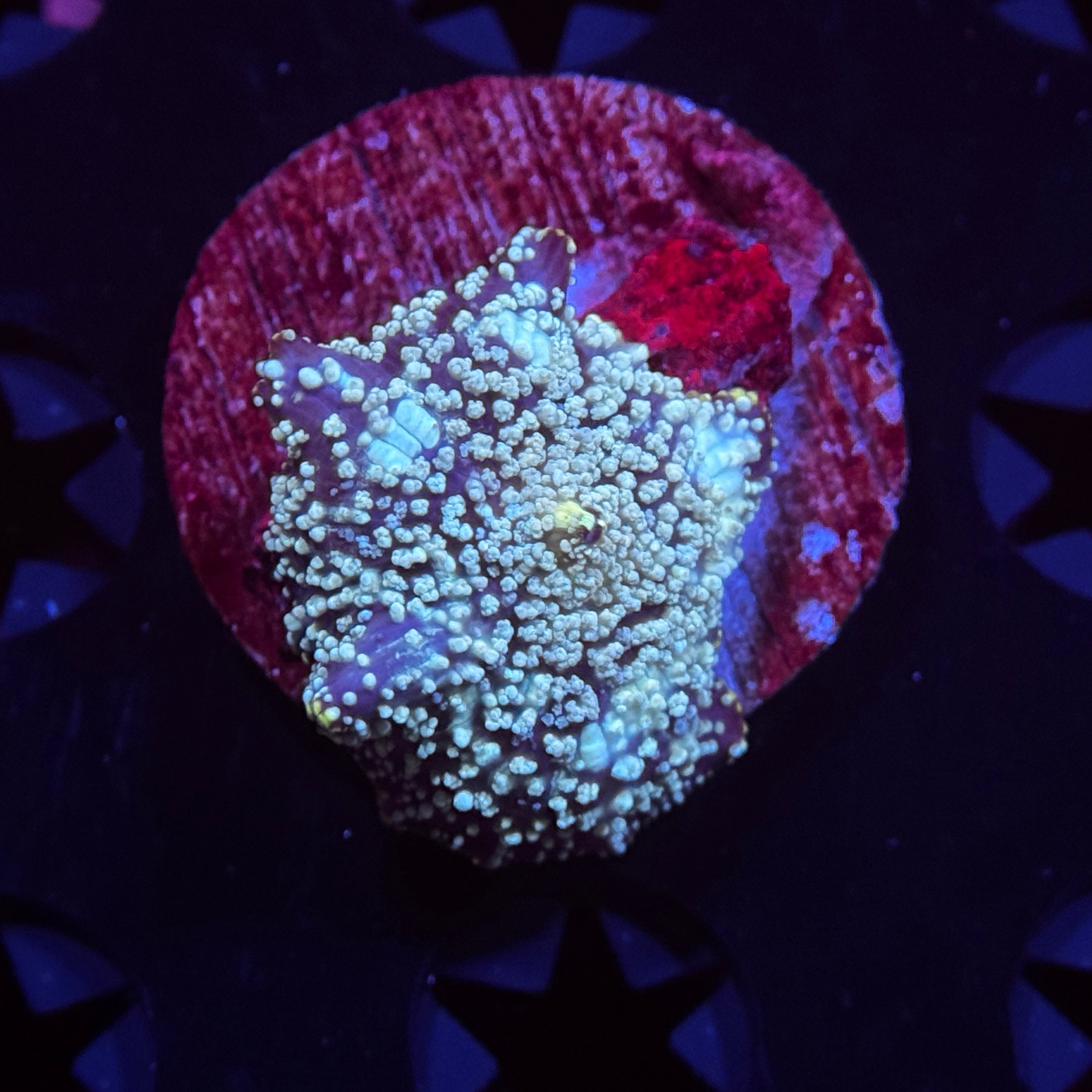 Baby Blue Speckled Mushroom