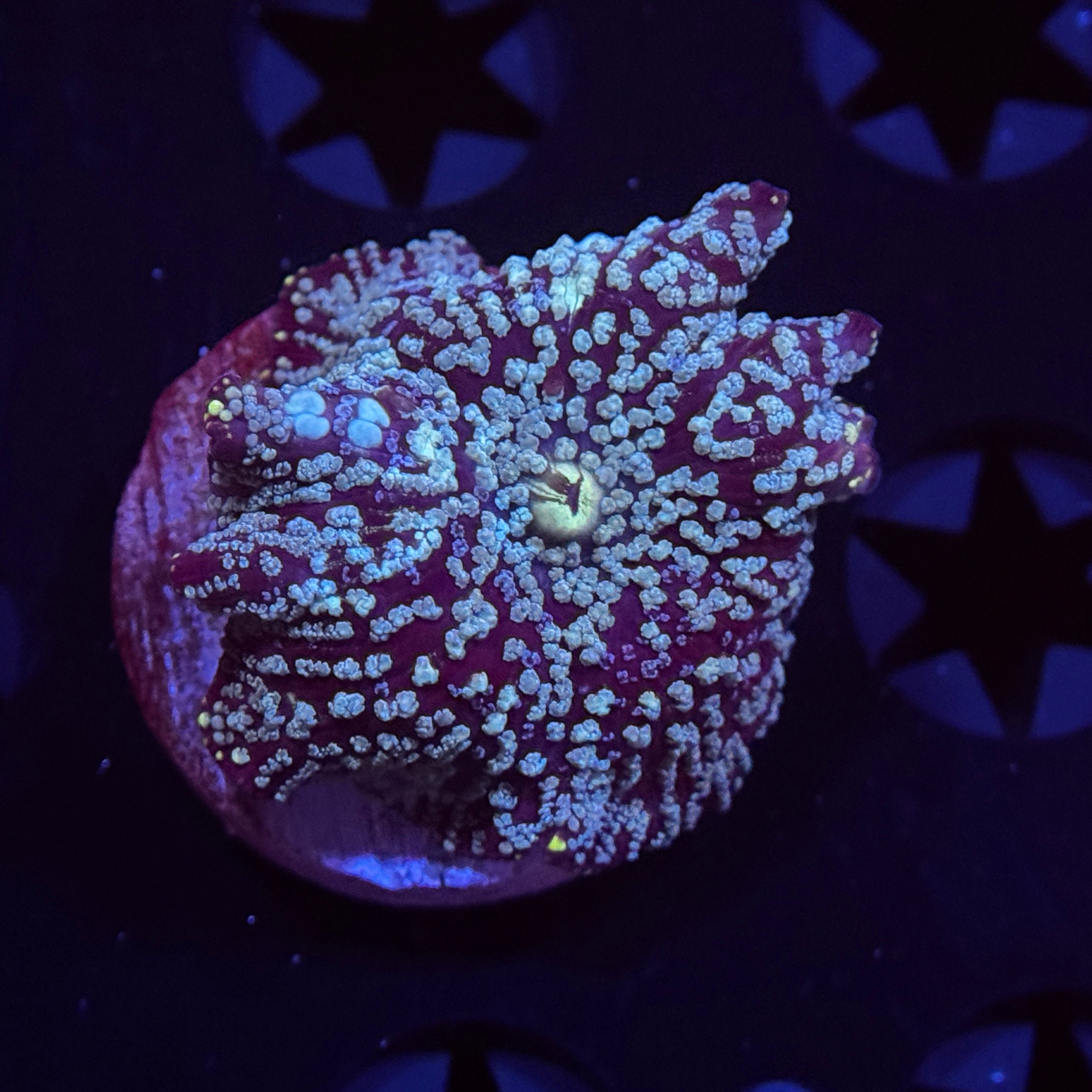 Blue Speckled Mushroom