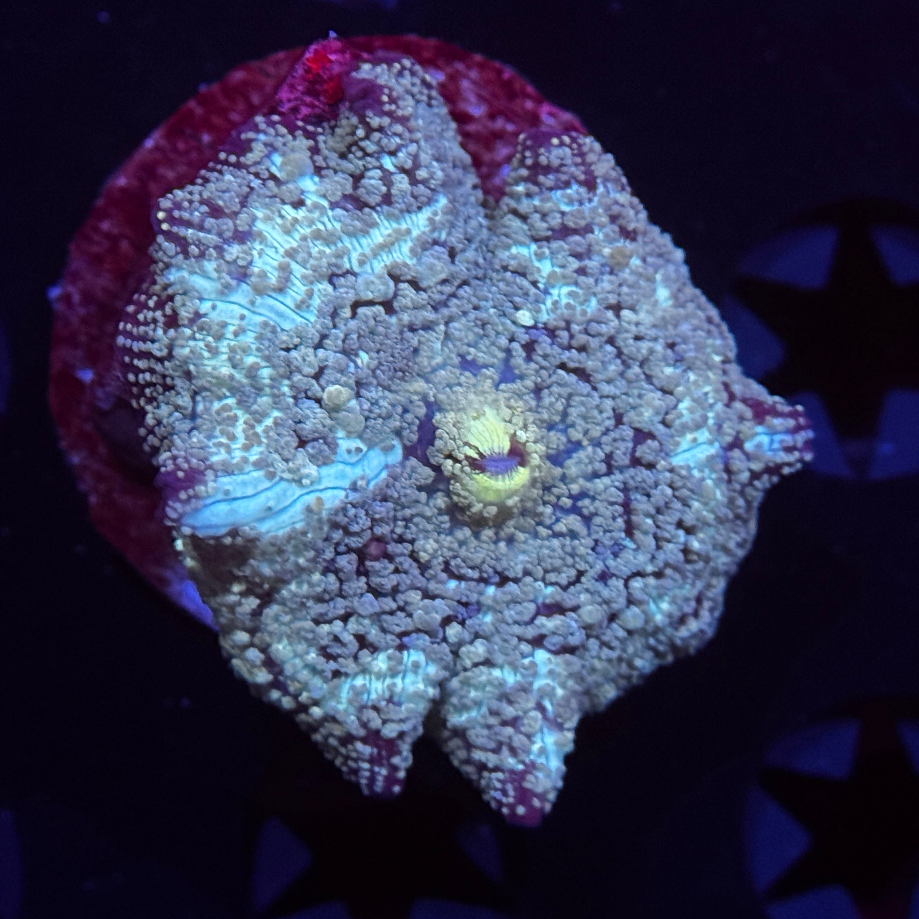Blue Speckled Mushroom