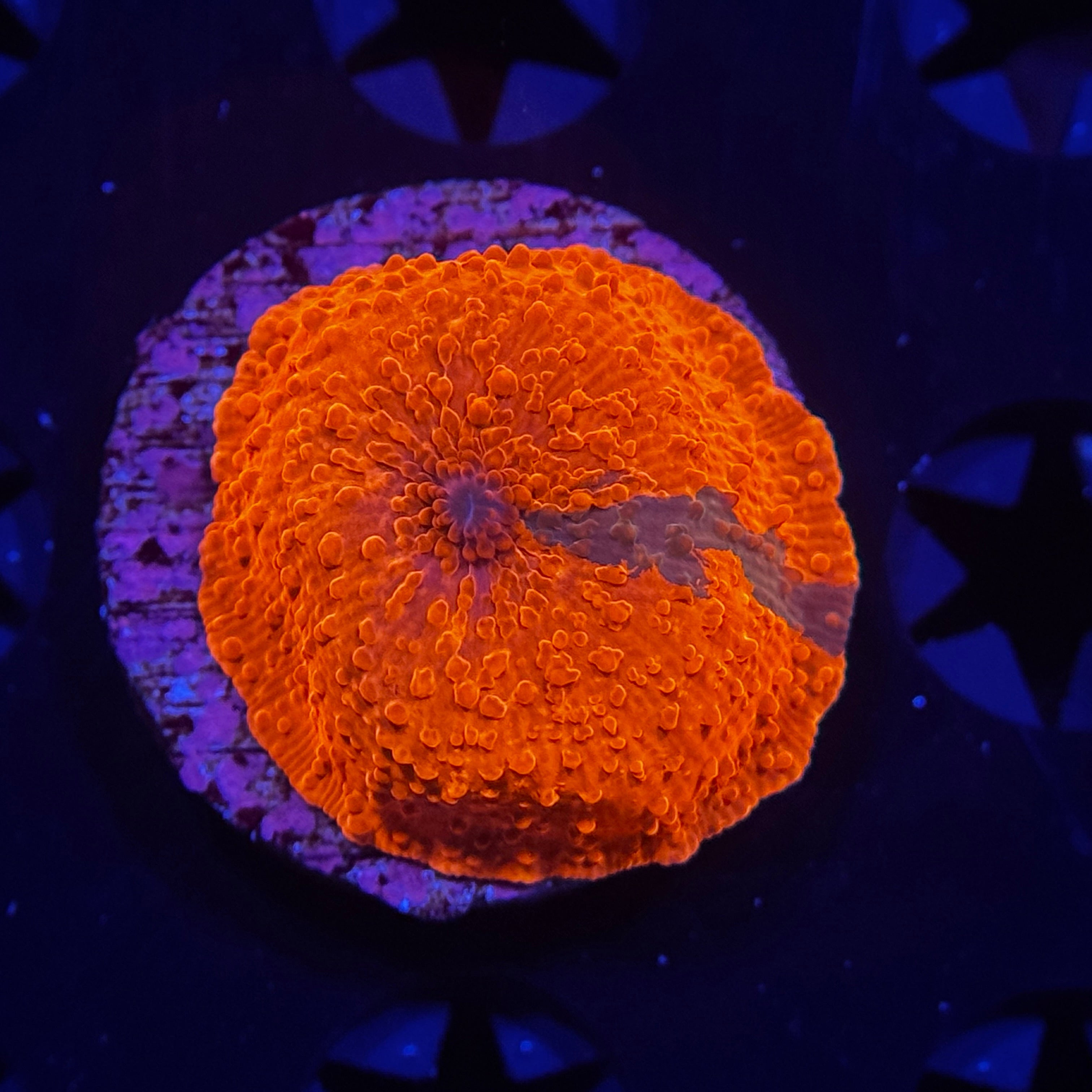 Ultra Candy Crush Jawbreaker Mushroom