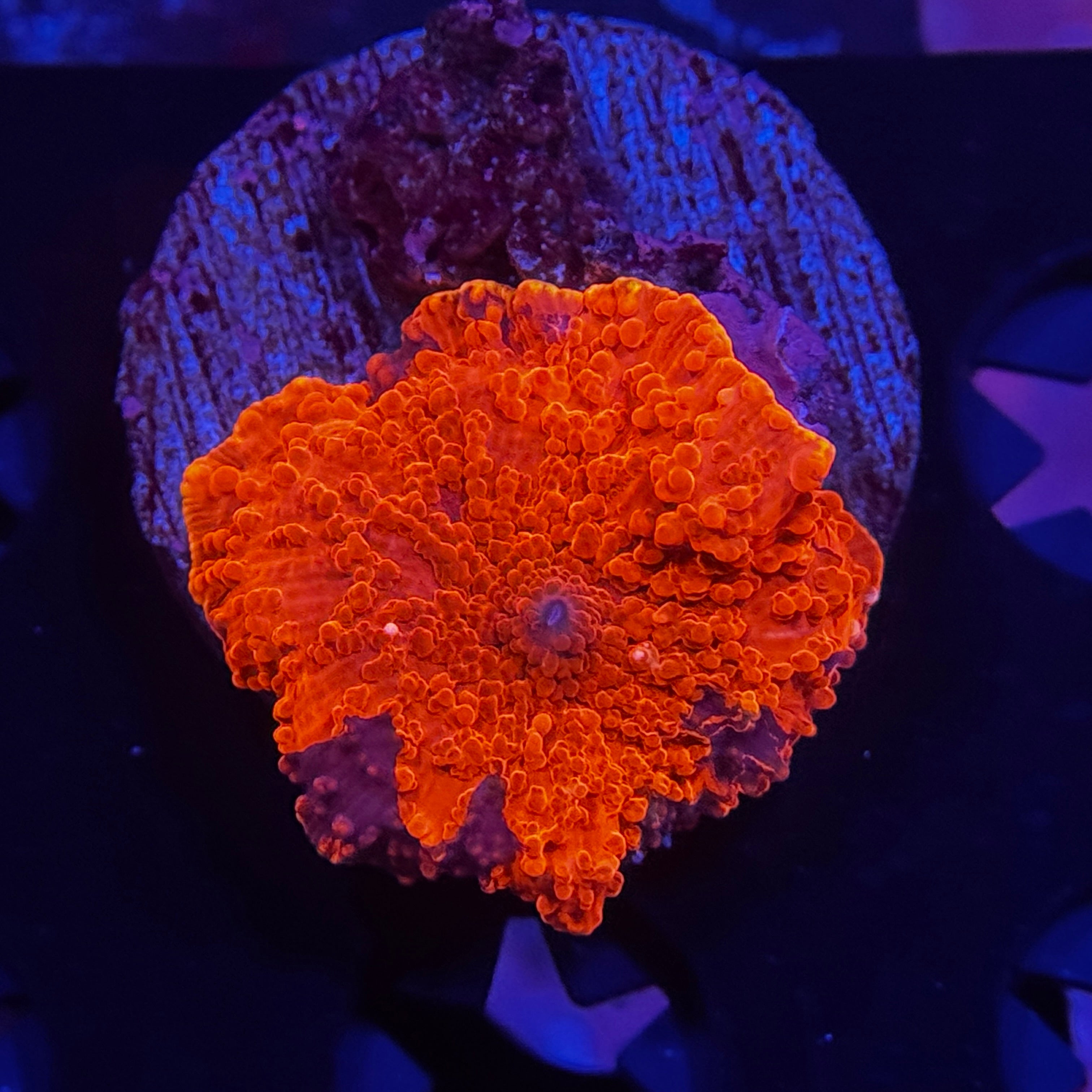 Deadpool Jawbreaker Mushroom