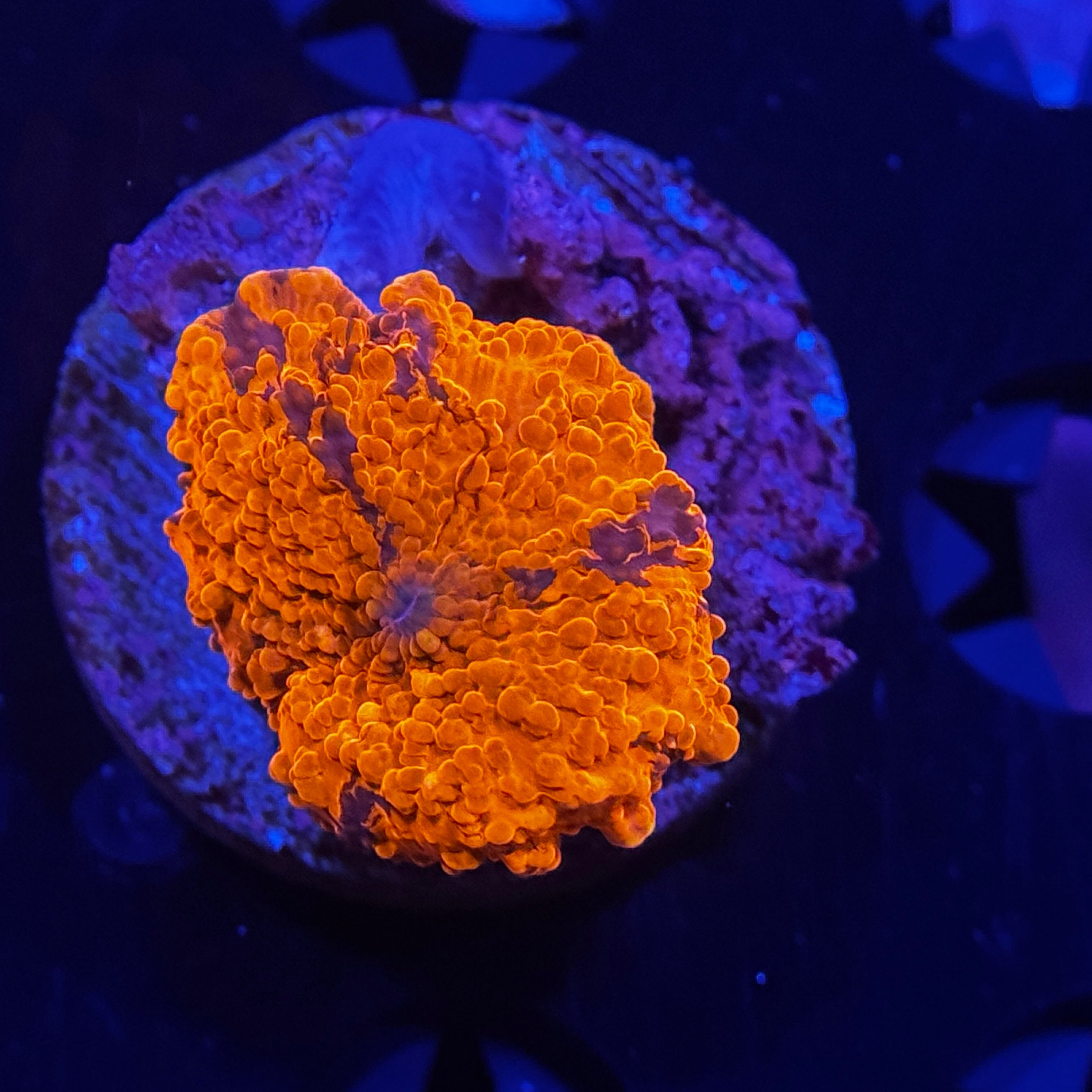 Deadpool Jawbreaker Mushroom