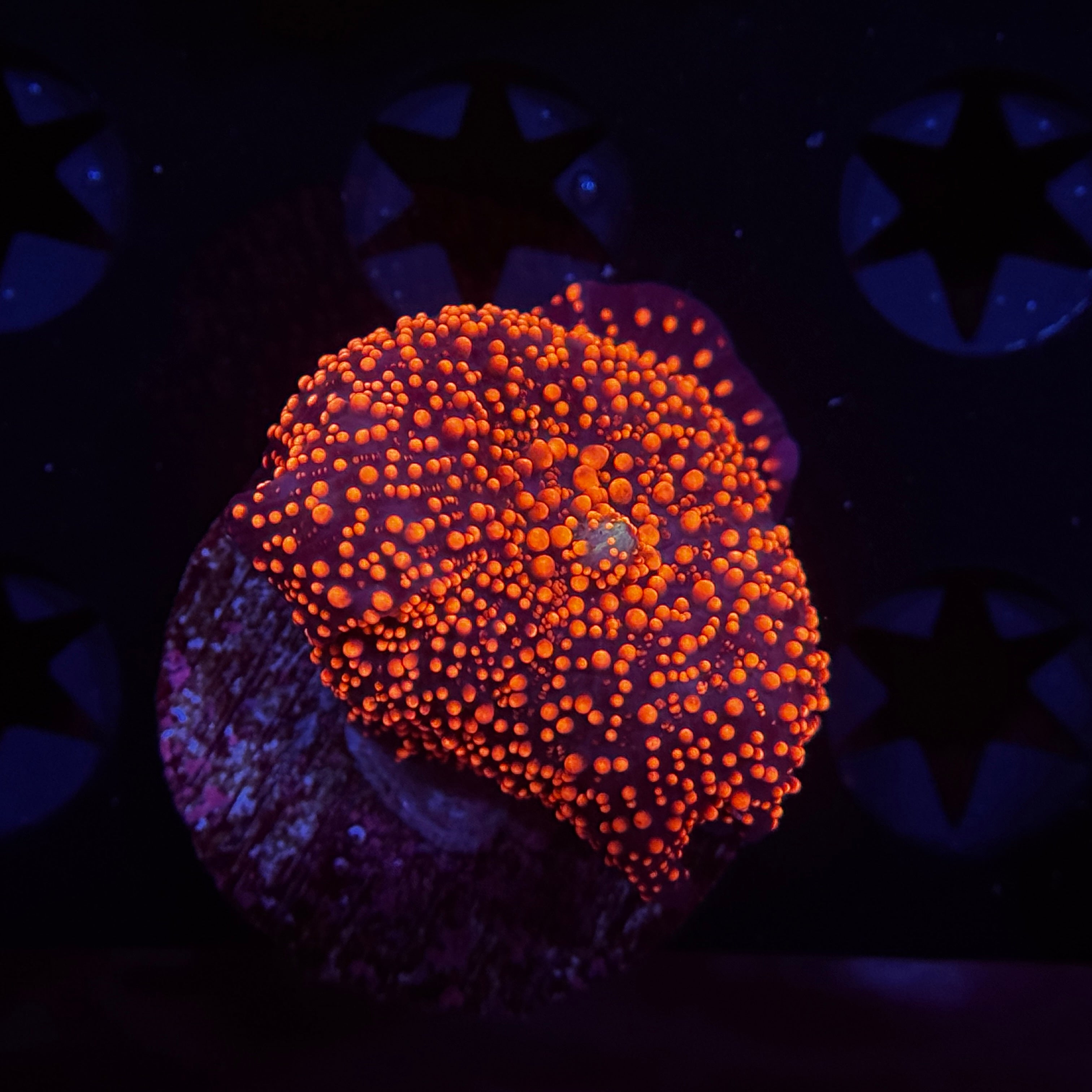 Pink Interstellar Discosoma Mushroom