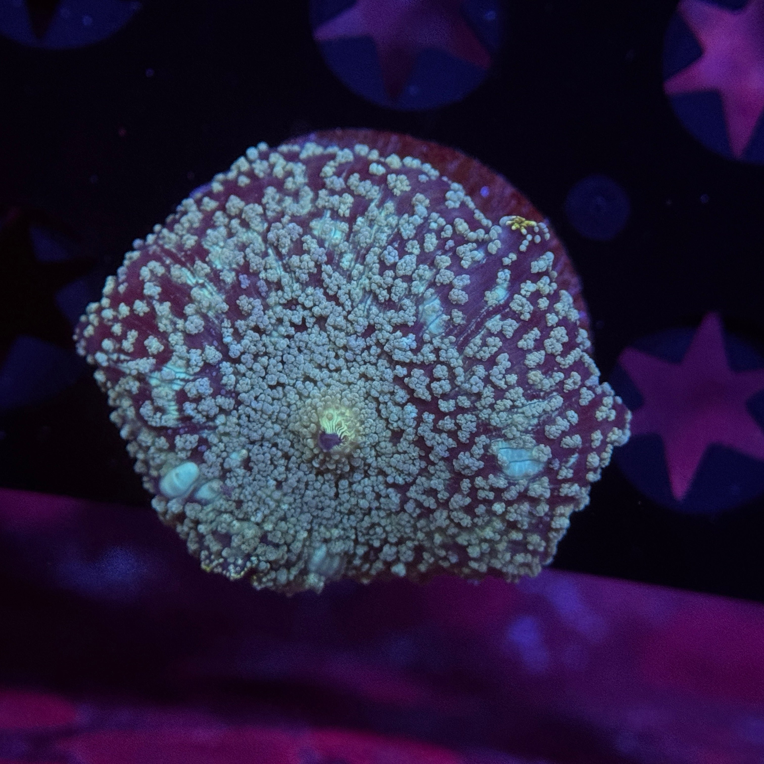 Blue Speckled Mushroom