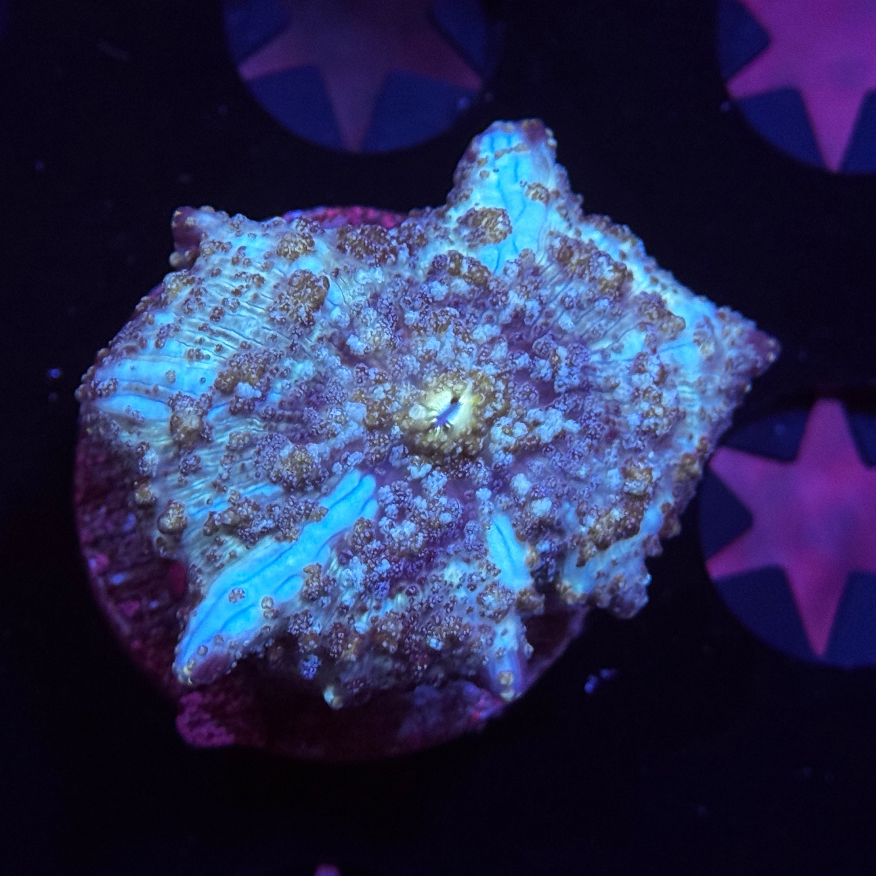 Blue Avatar Mushroom