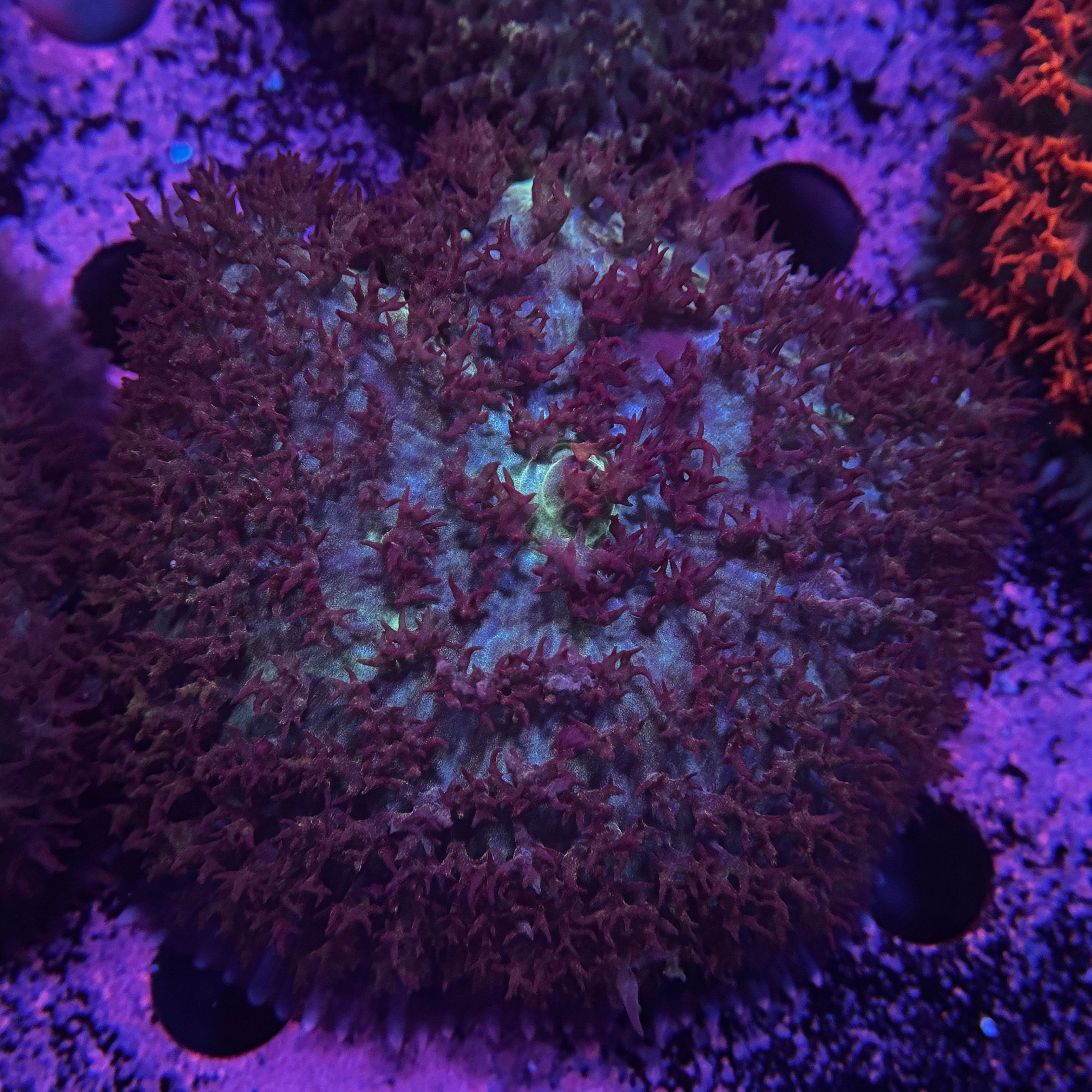 Dark Red St. Thomas Mushroom