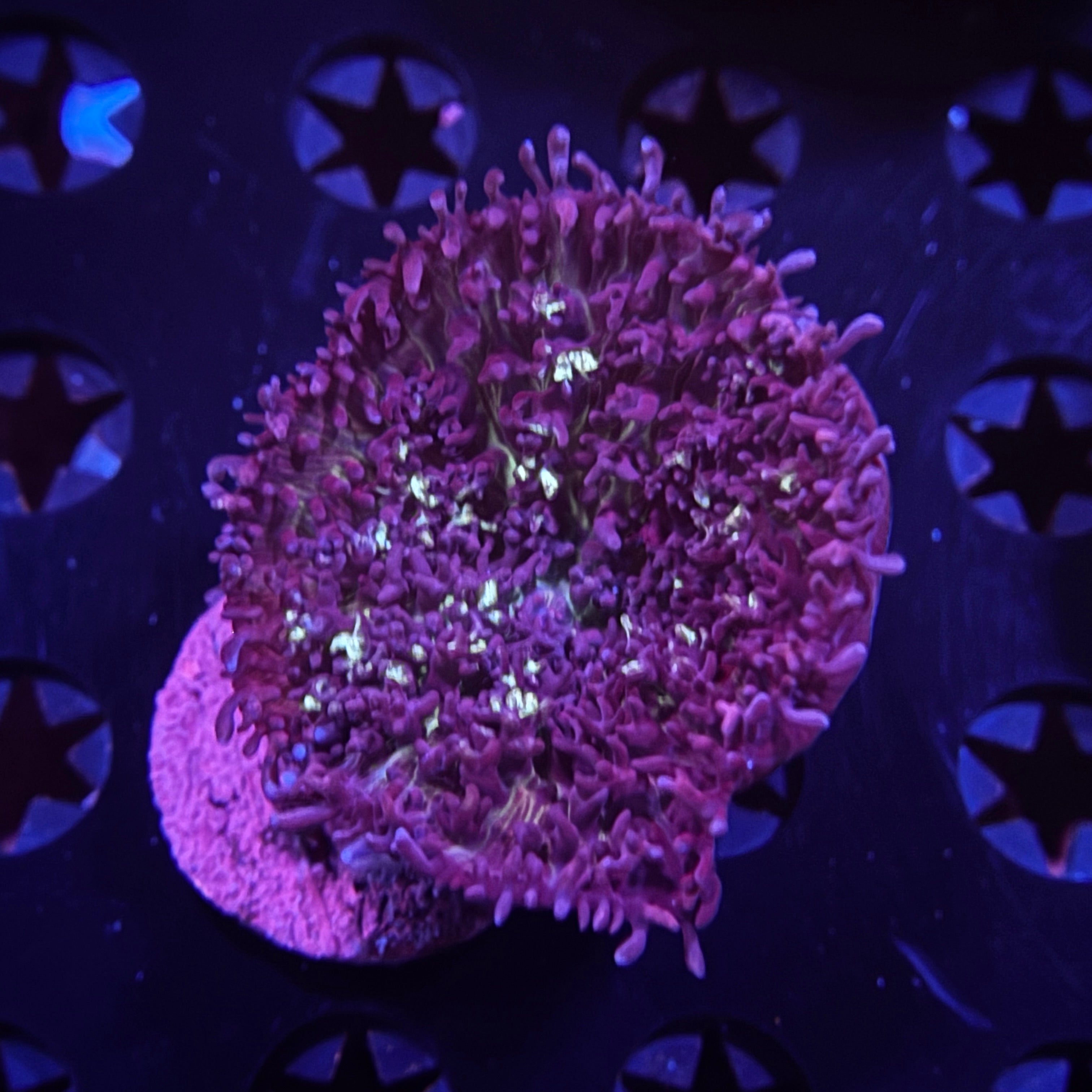 Purple Fluffy Mushroom