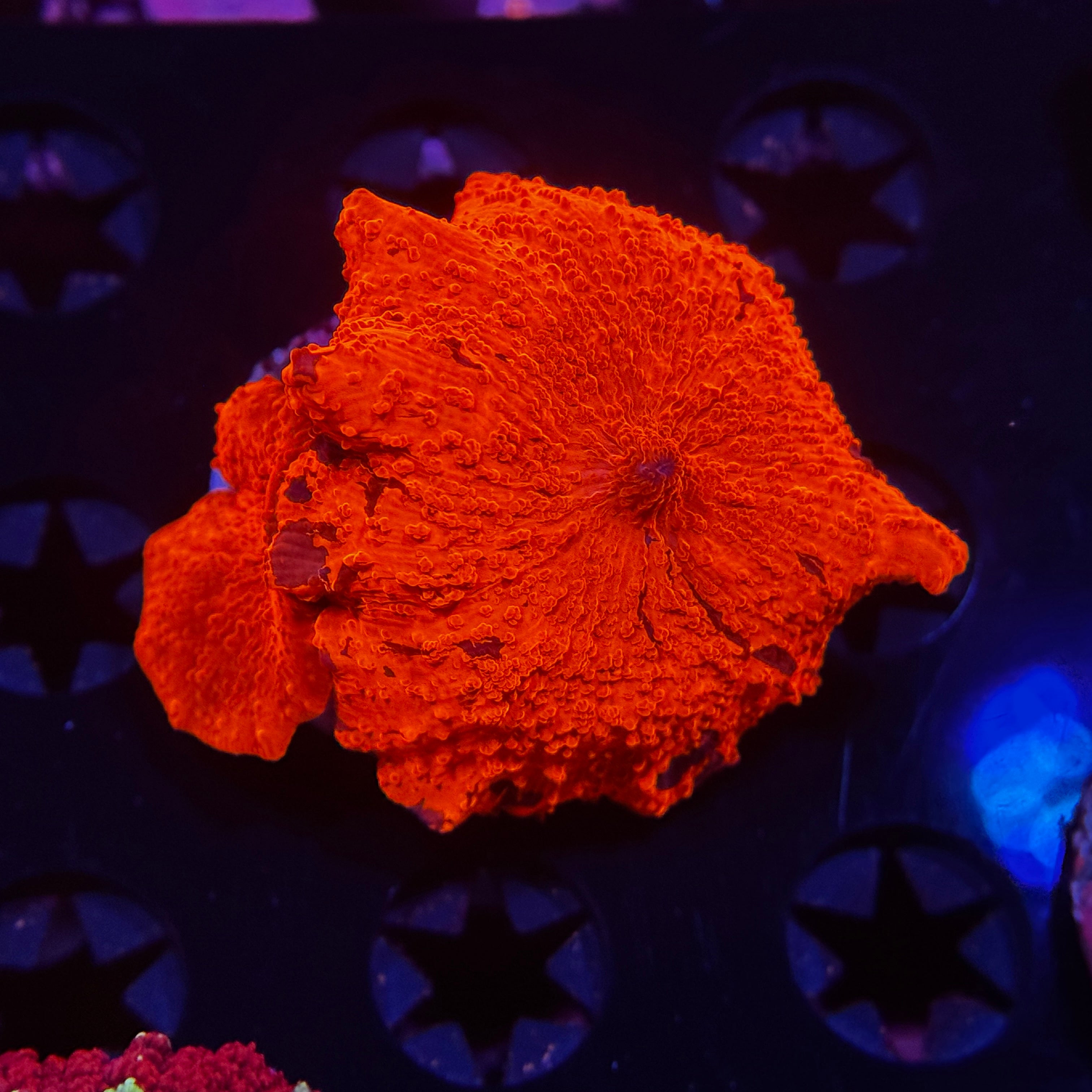 Neon Deadpool Jawbreaker Mushroom