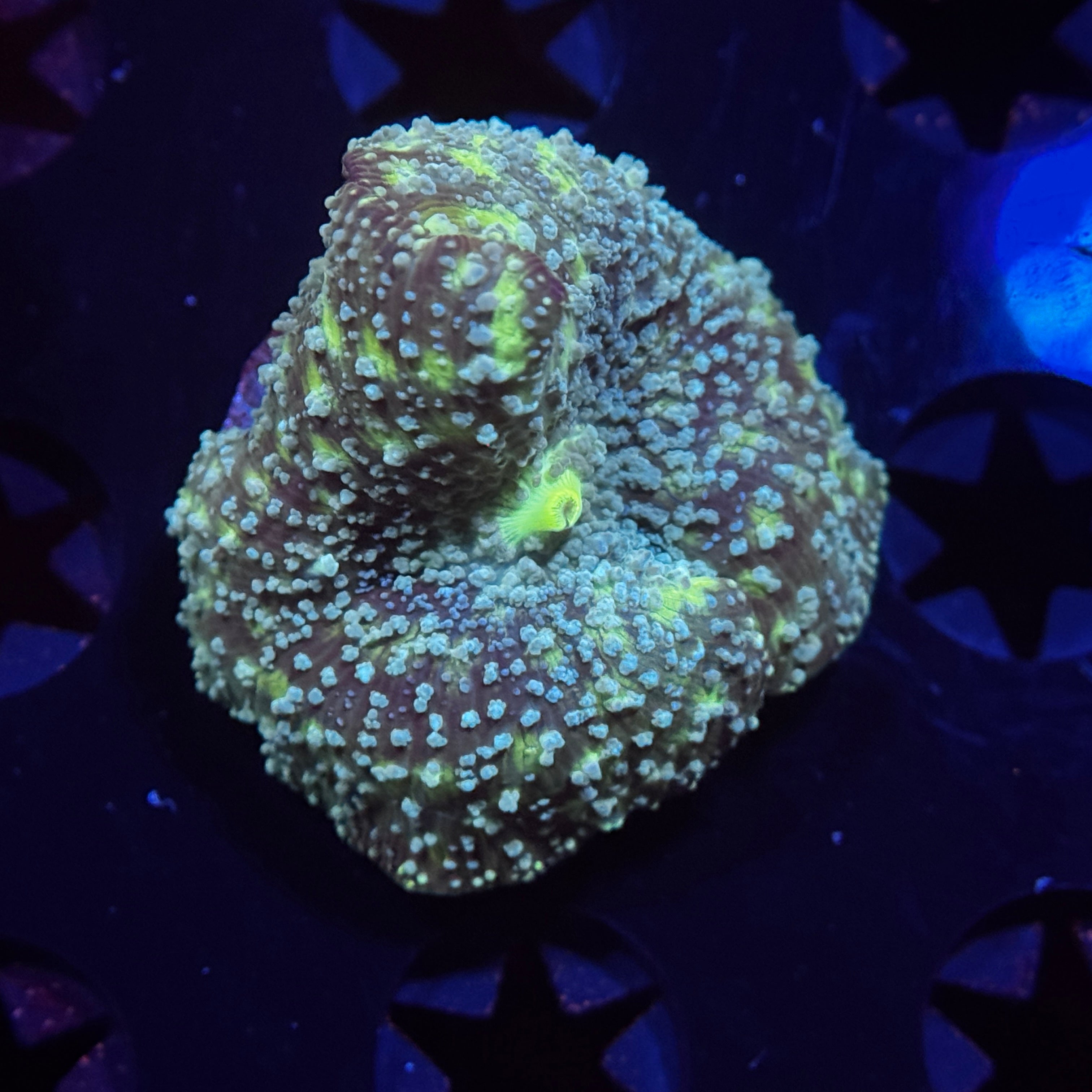 Swamp Speckled Mushroom