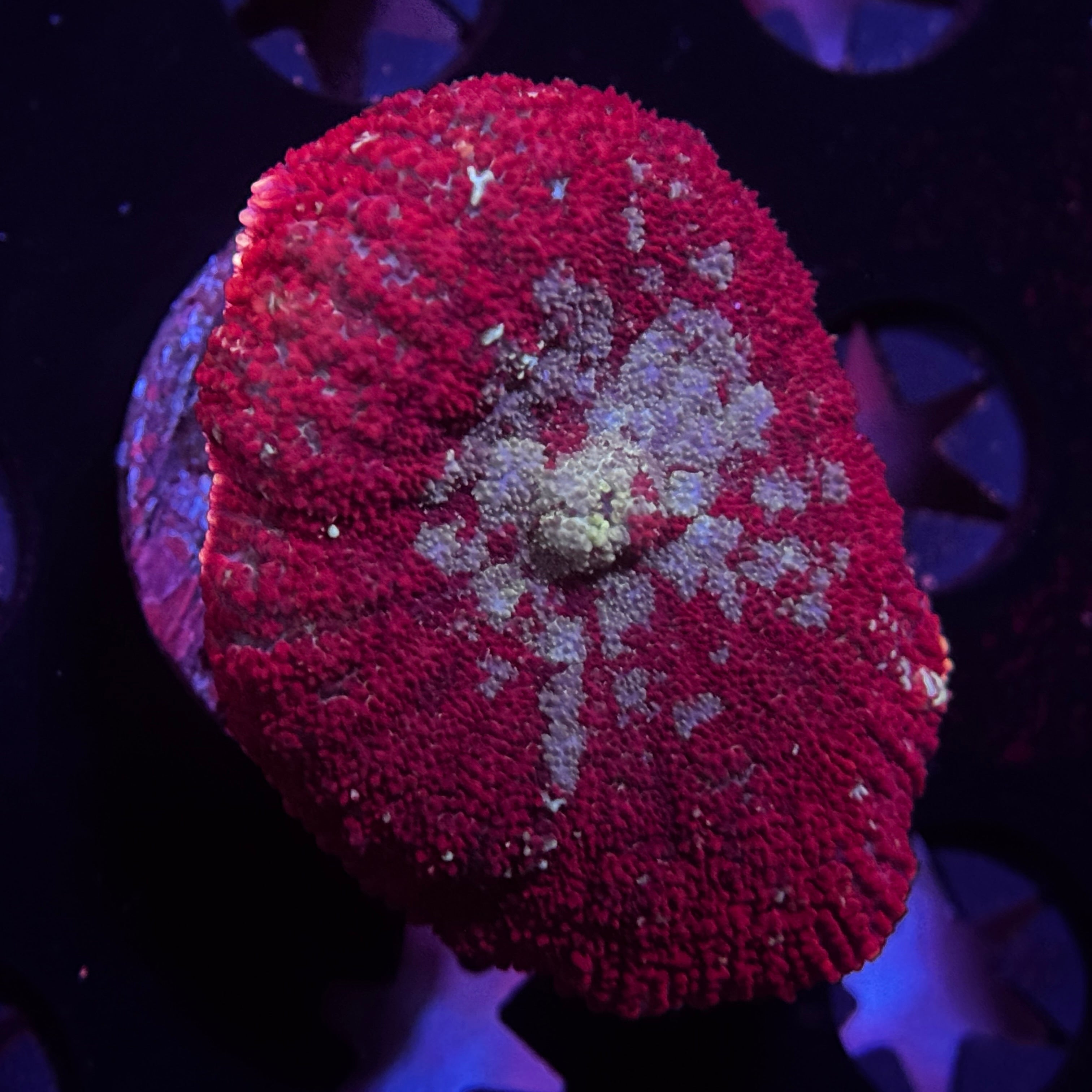 Ron Bergundy Rhodactus Mushroom