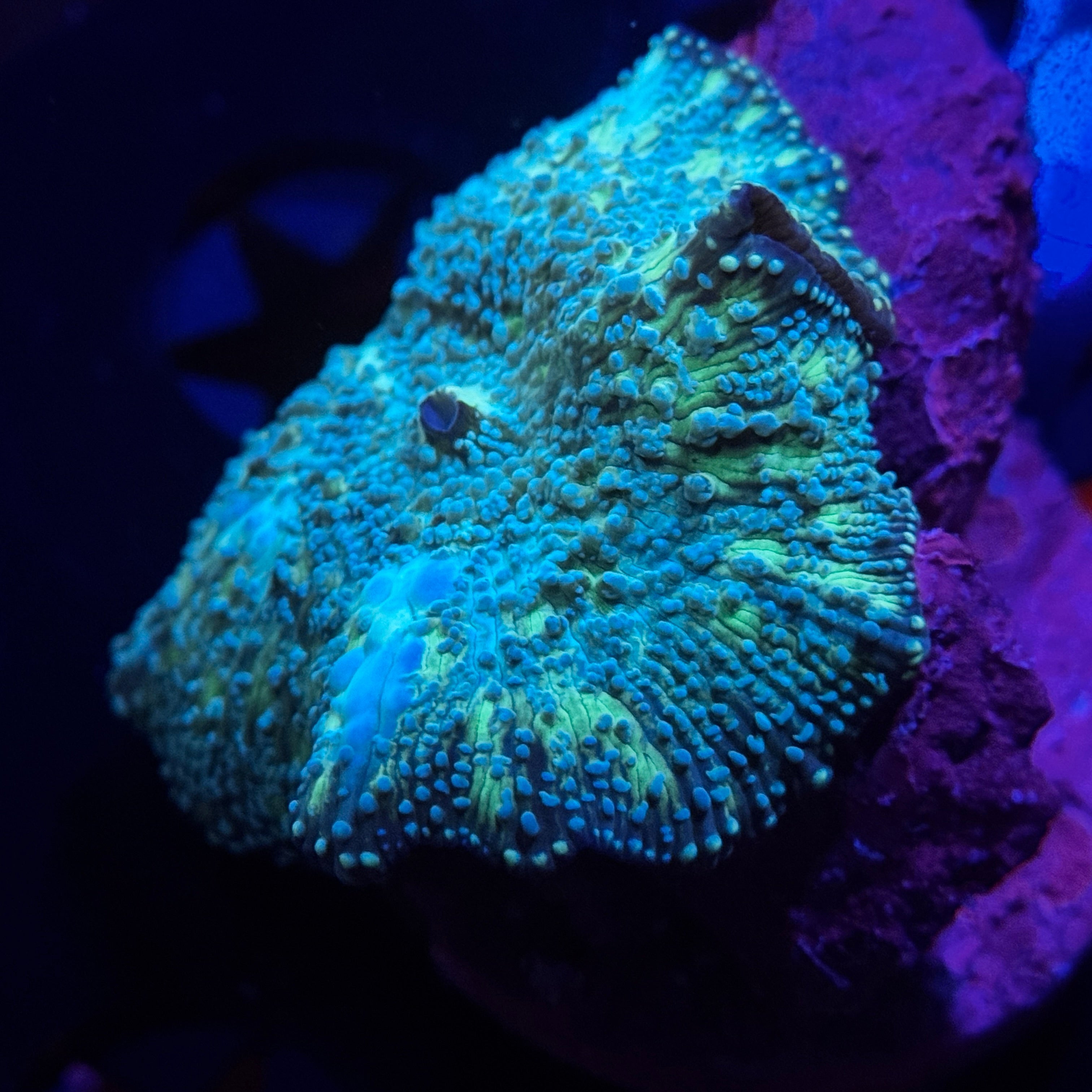 Shreks Swamp Mushroom