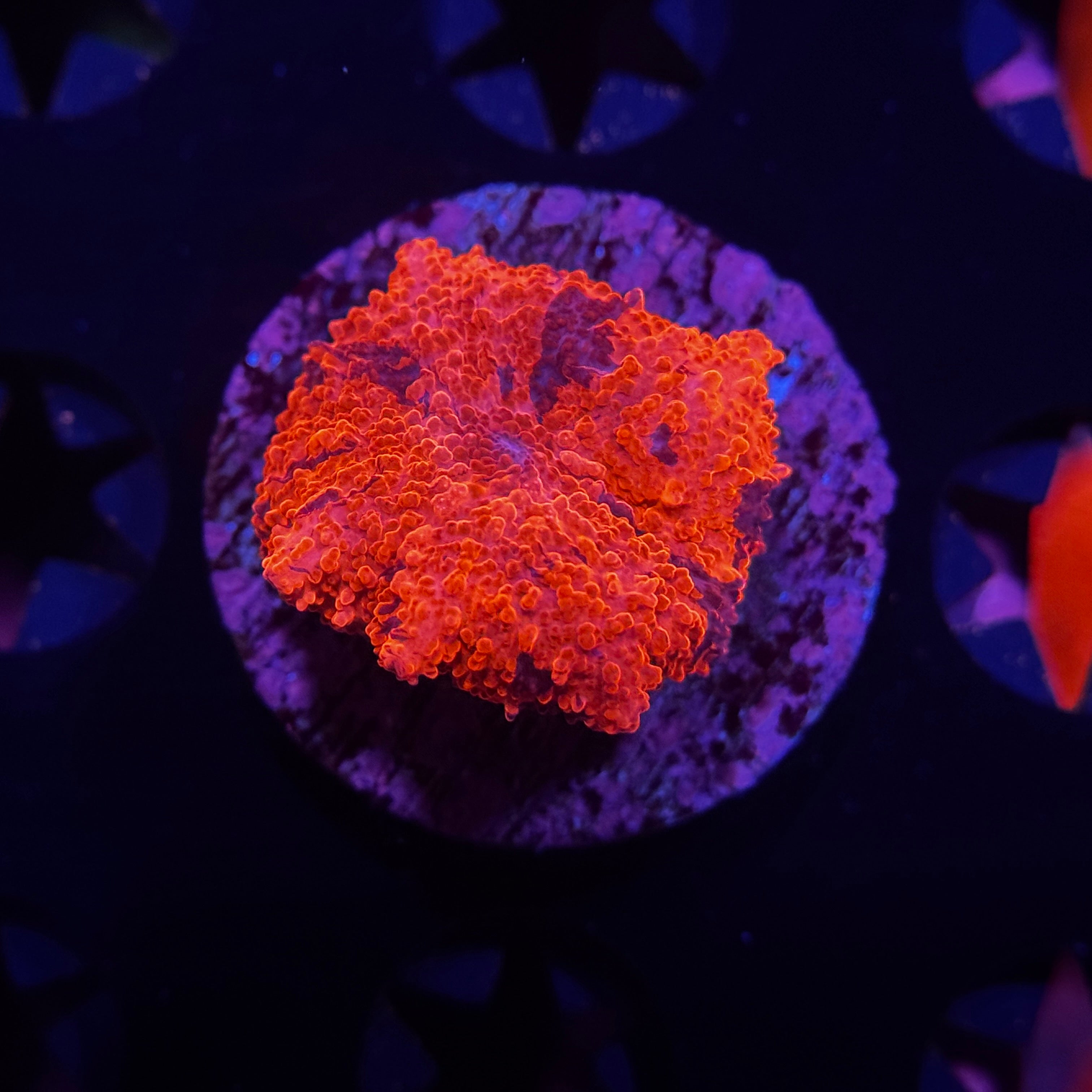 Deadpool Jawbreaker Mushroom