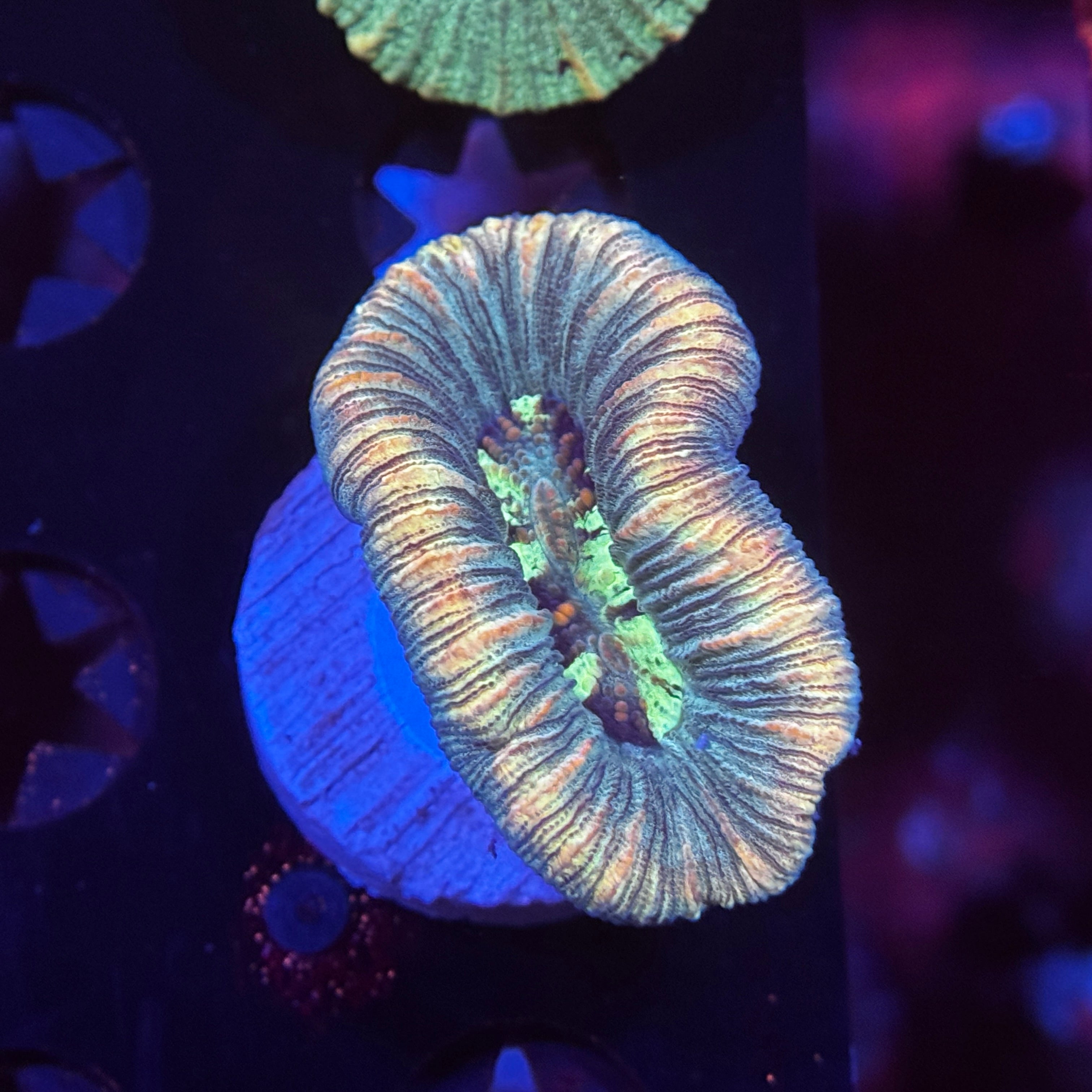 Aussie Trachyphyllia Brain Coral