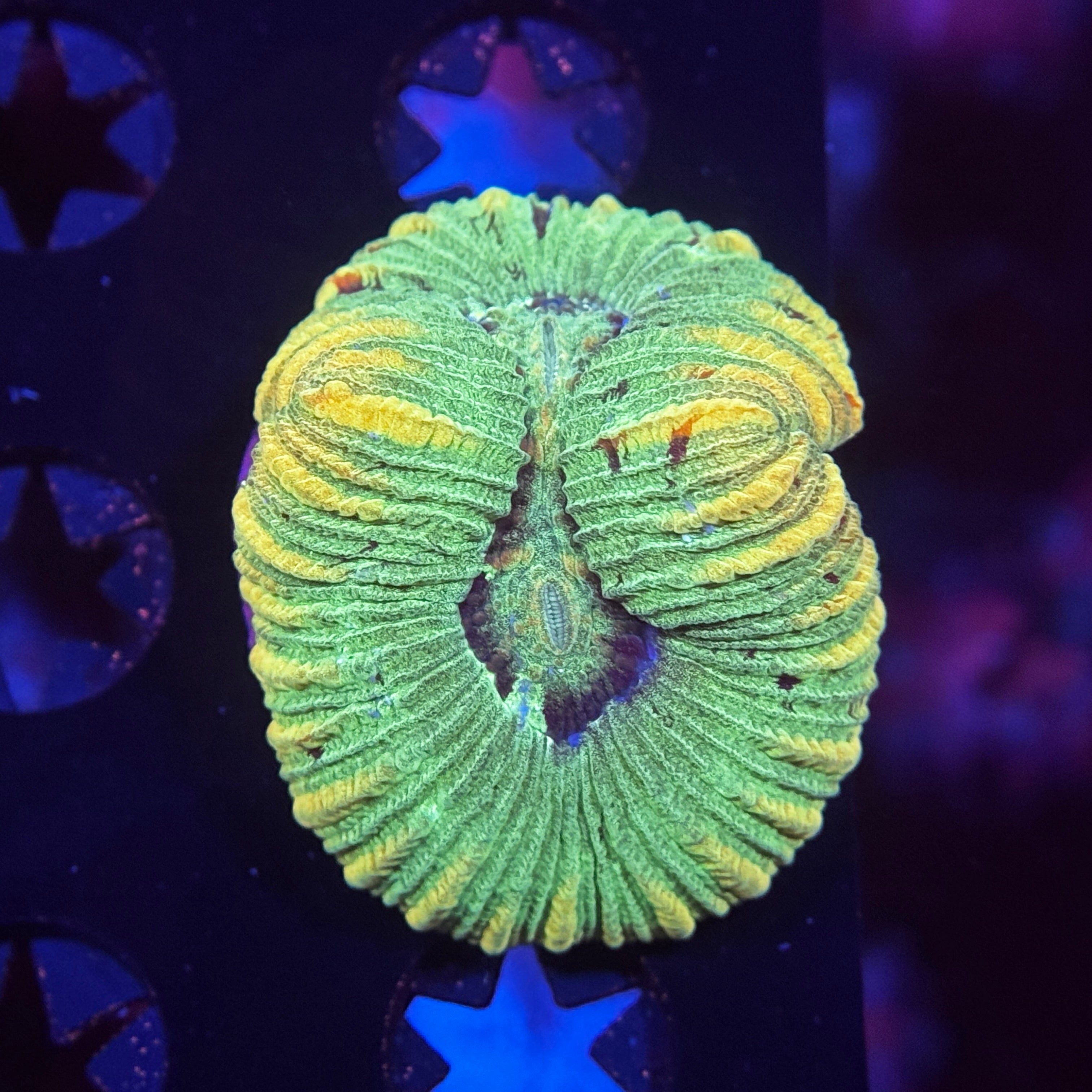 Aussie Trachyphyllia Brain Coral