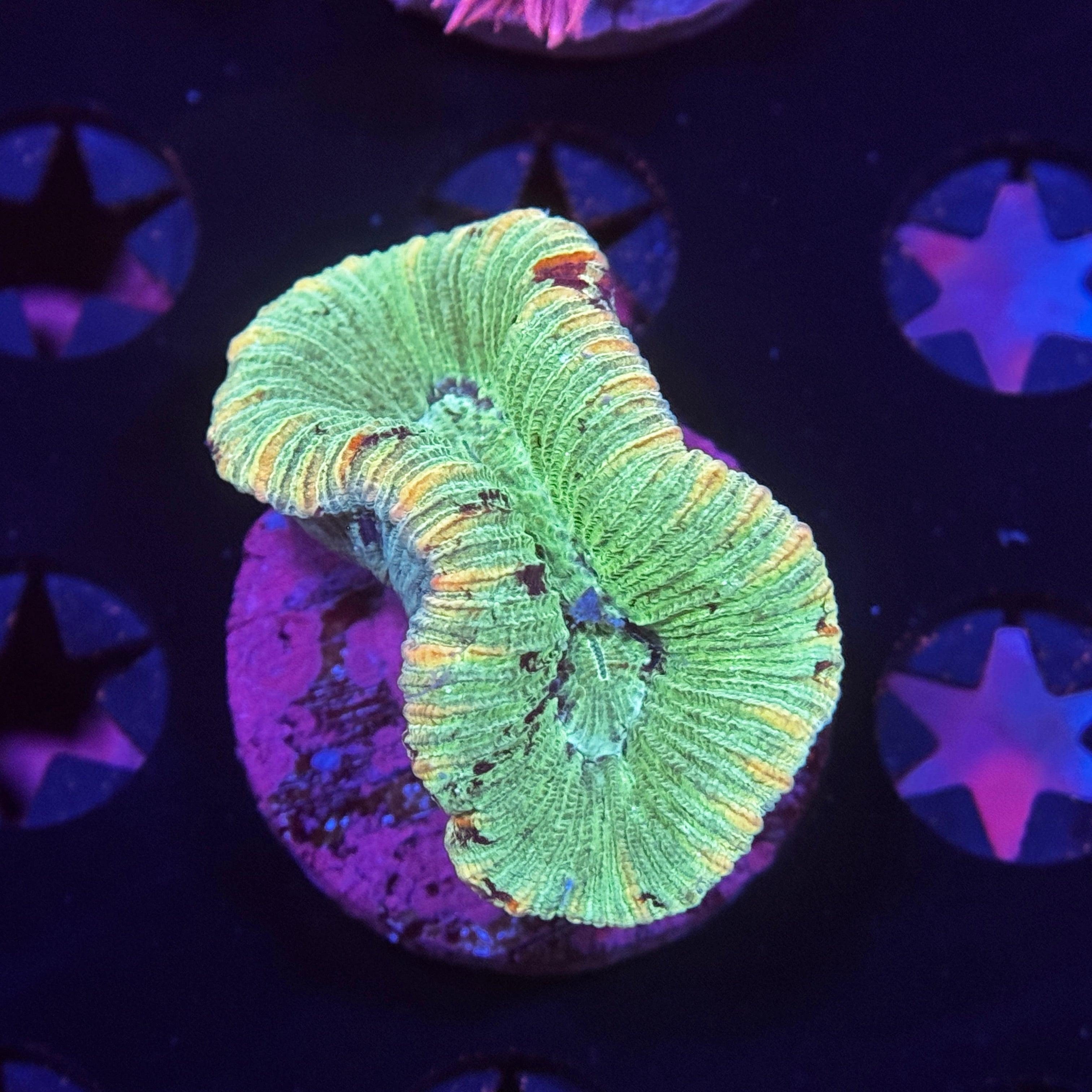Aussie Trachyphyllia Brain Coral