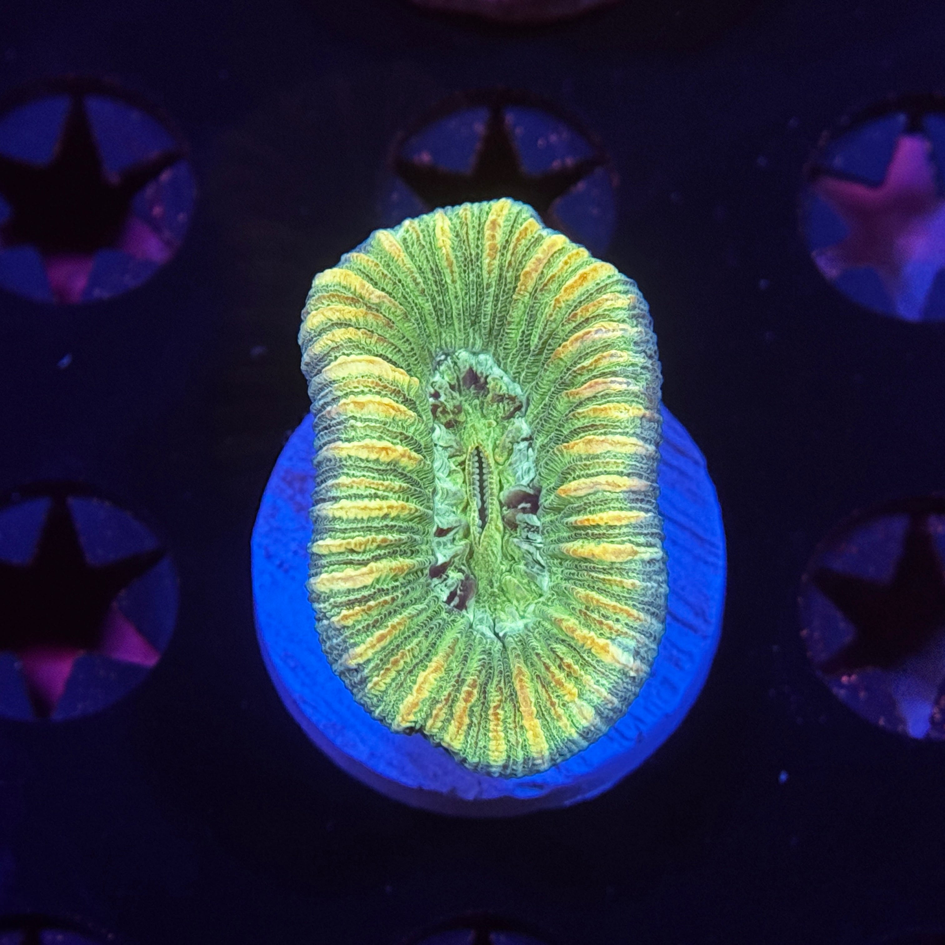 Aussie Trachyphyllia Brain Coral