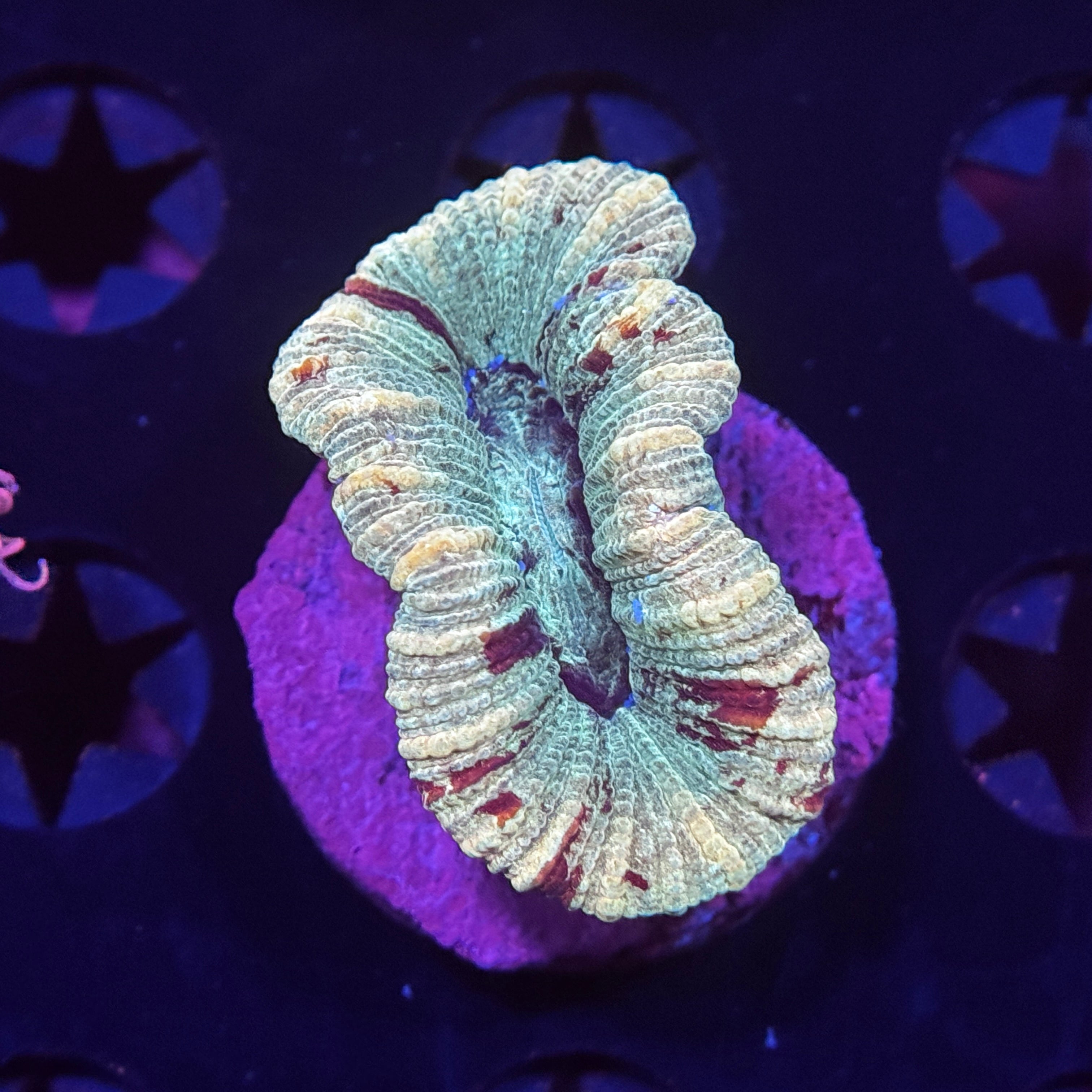 Aussie Trachyphyllia Brain Coral