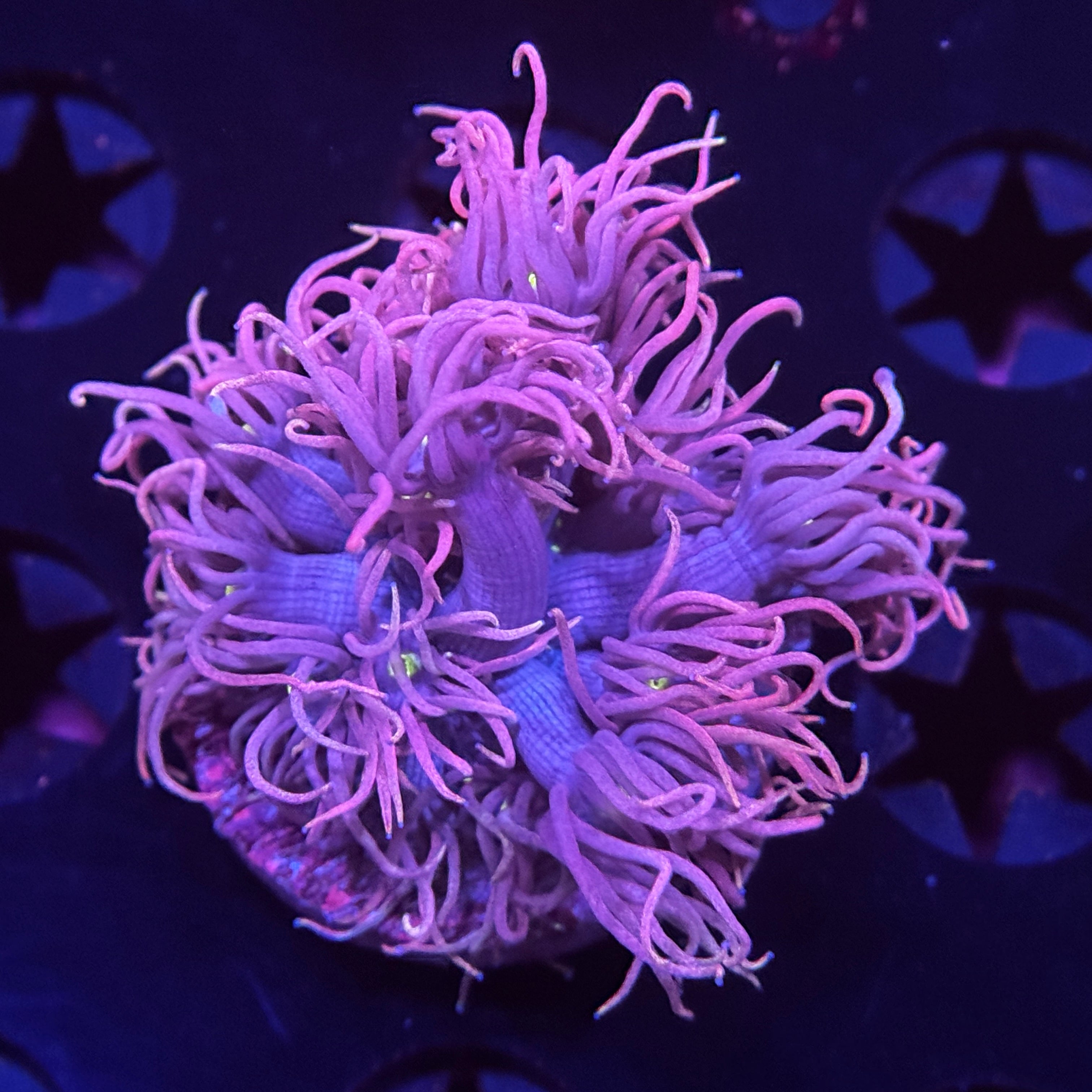 Cloud Burst Goniopora